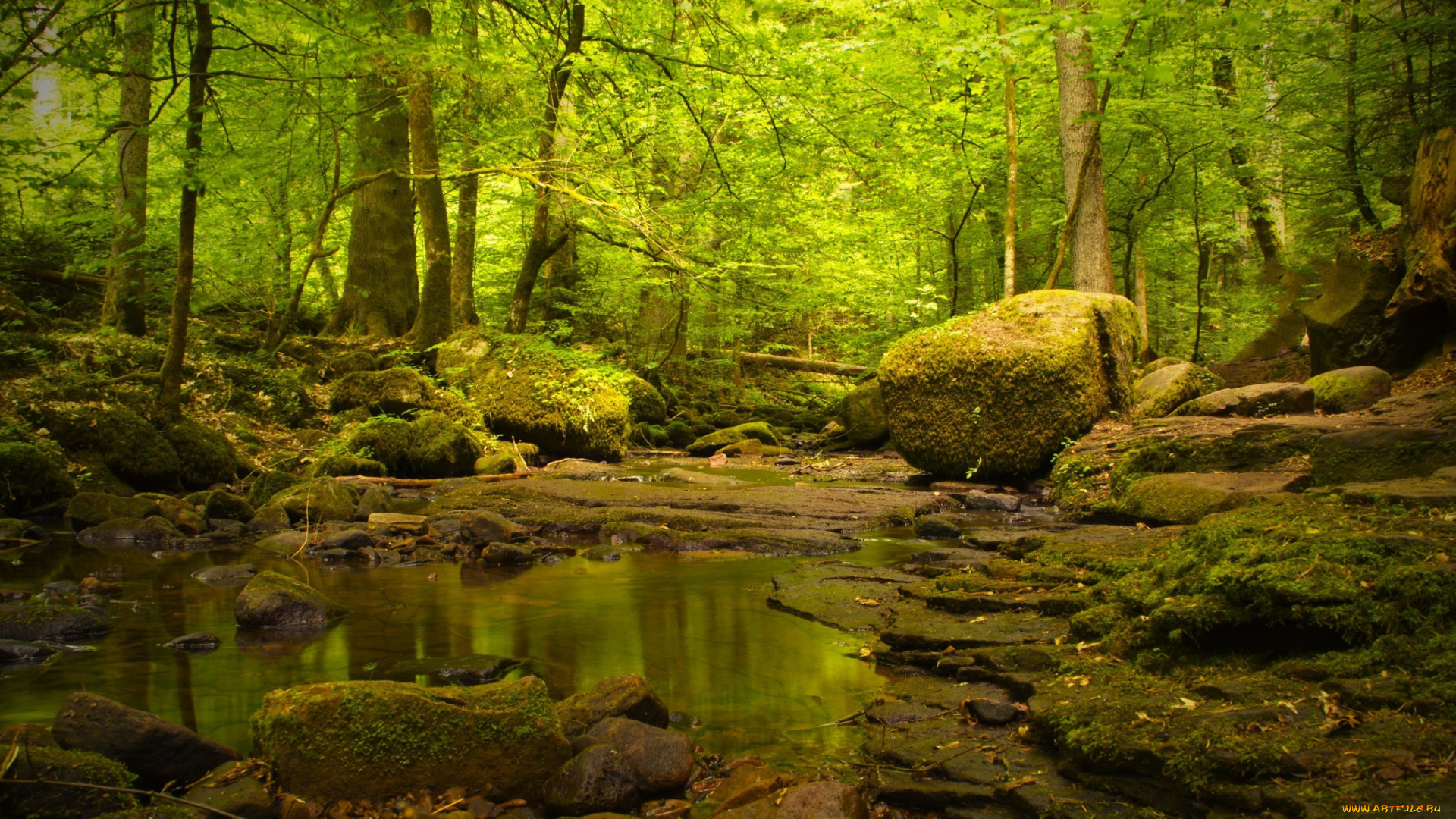 природа, реки, озера, лес, ручей, камни, мох