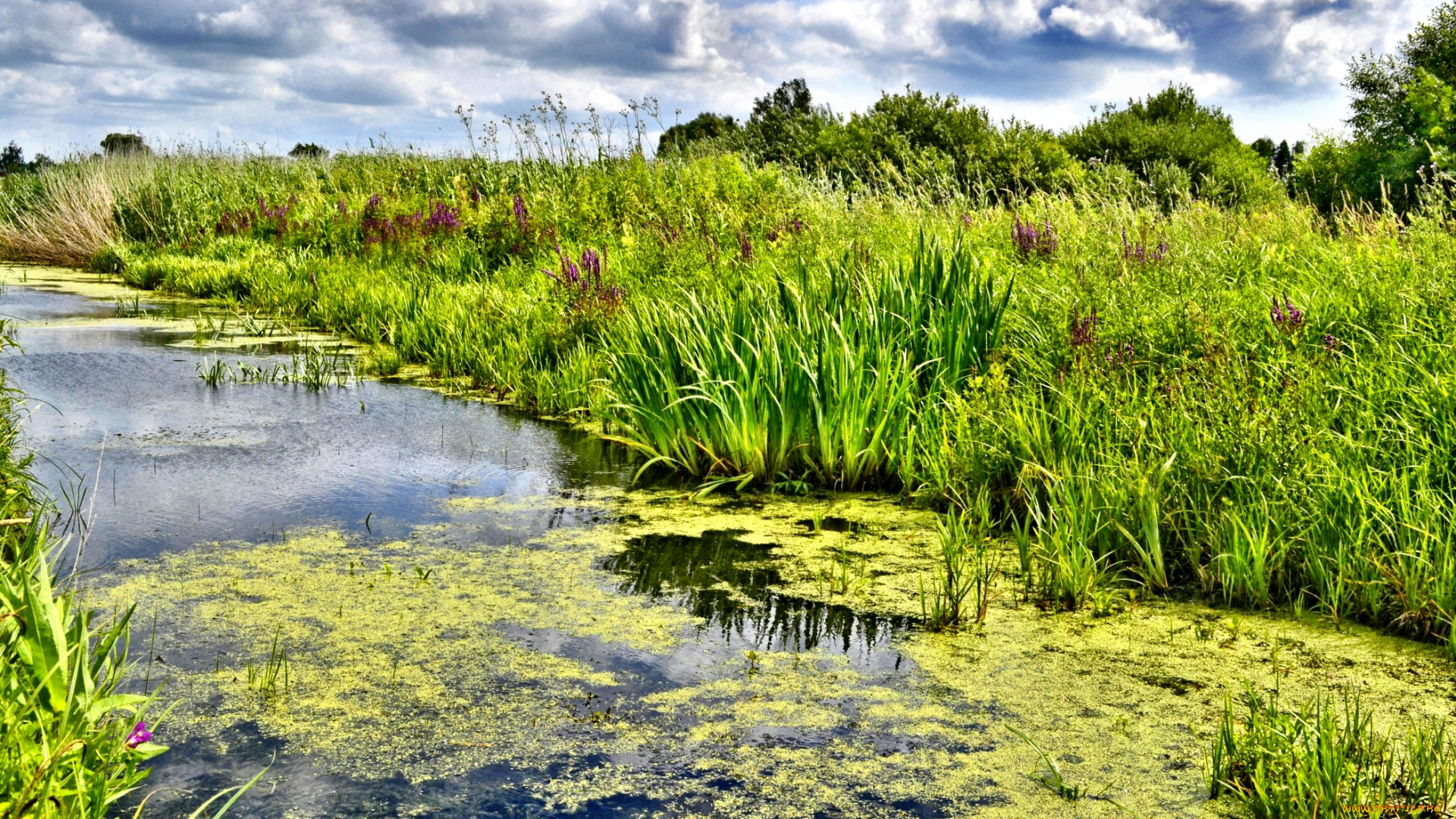 природа, реки, озера, лето, река, лес, берег, трава, ряска