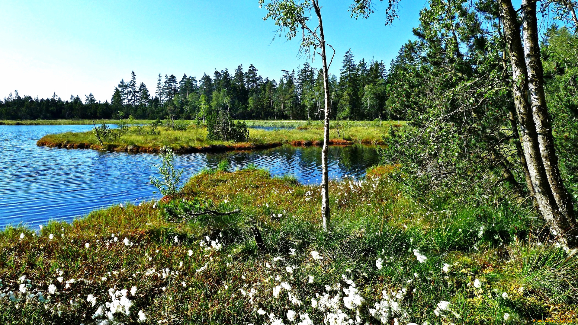 природа, реки, озера, озеро, лес, островок, трава, цветы