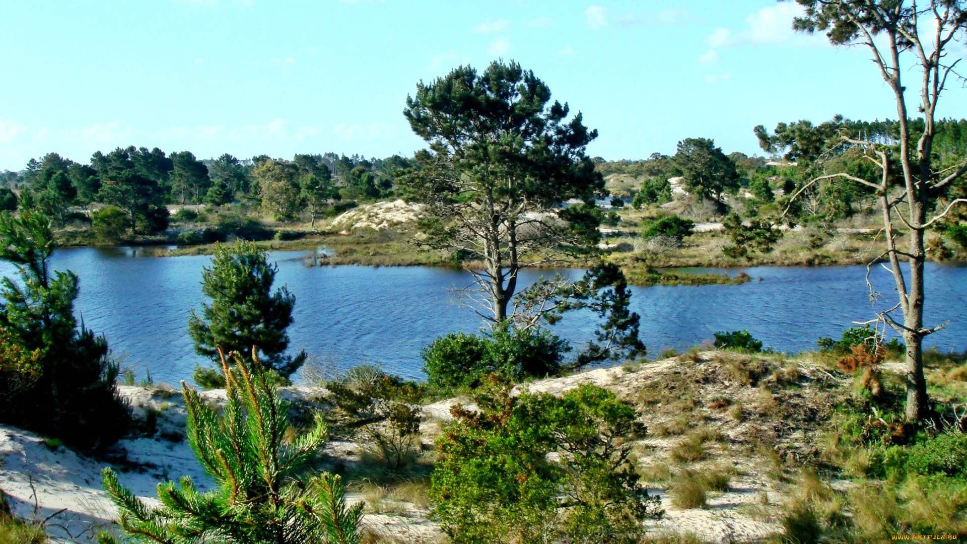 природа, реки, озера, река, лес, деревья, кустарник, трава