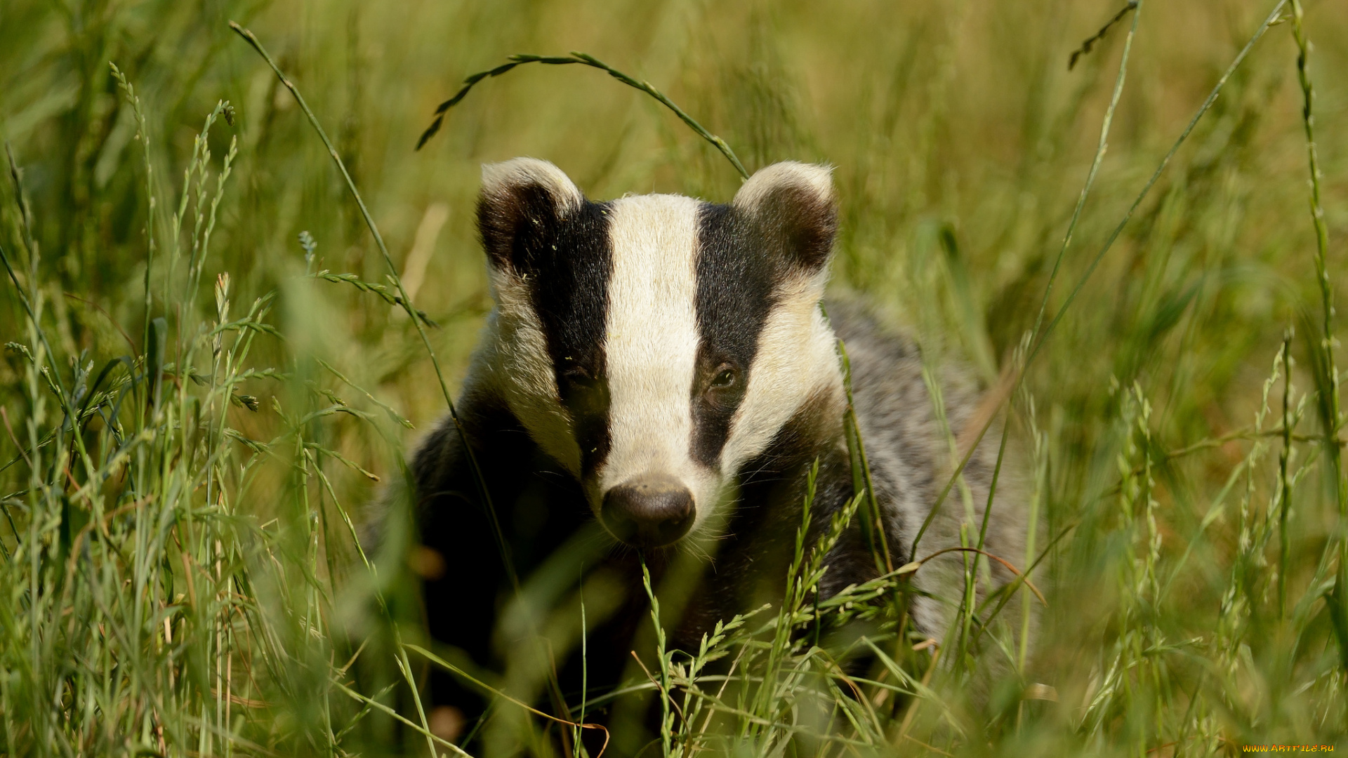 животные, барсуки, трава