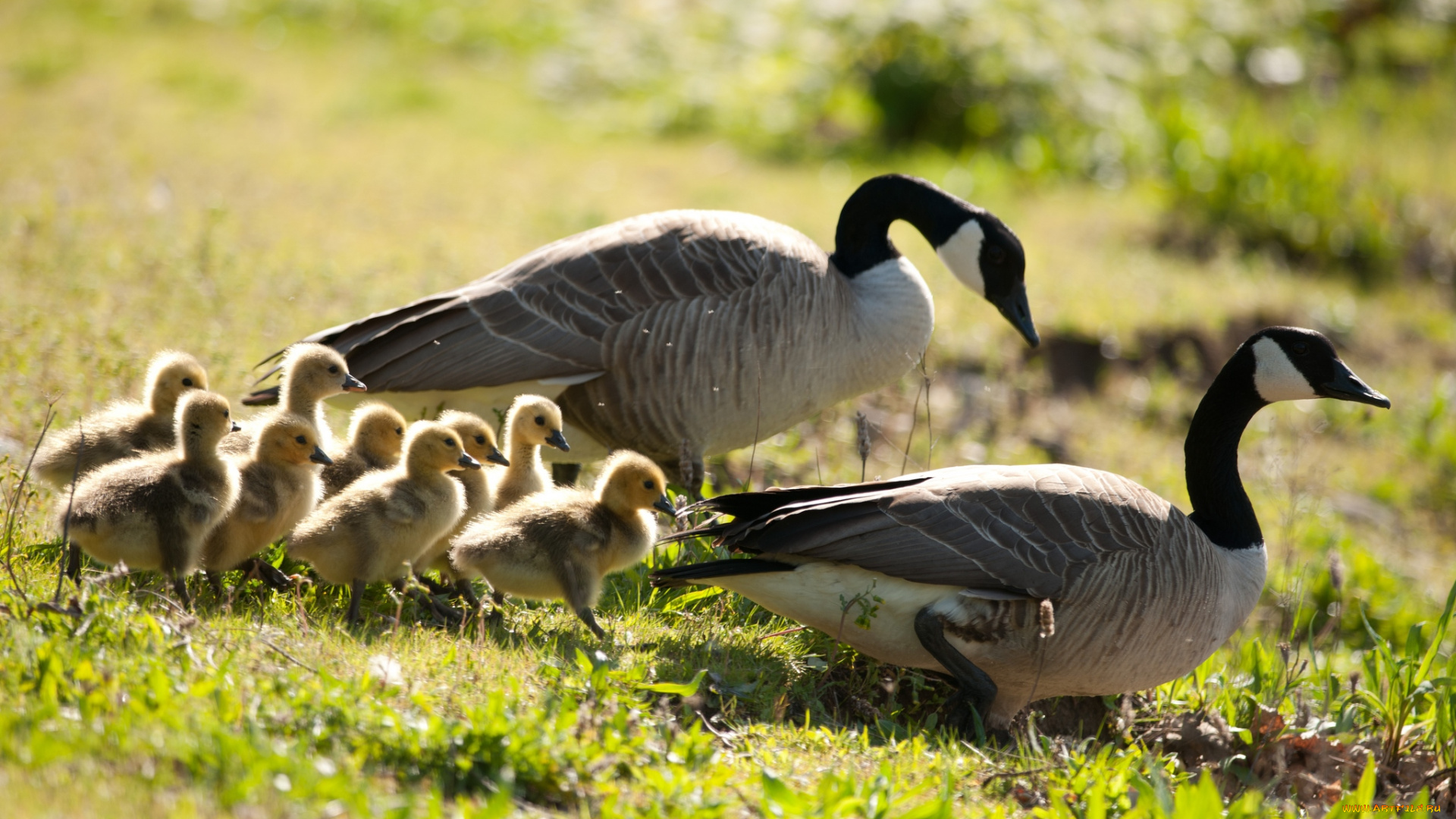 животные, гуси, семья
