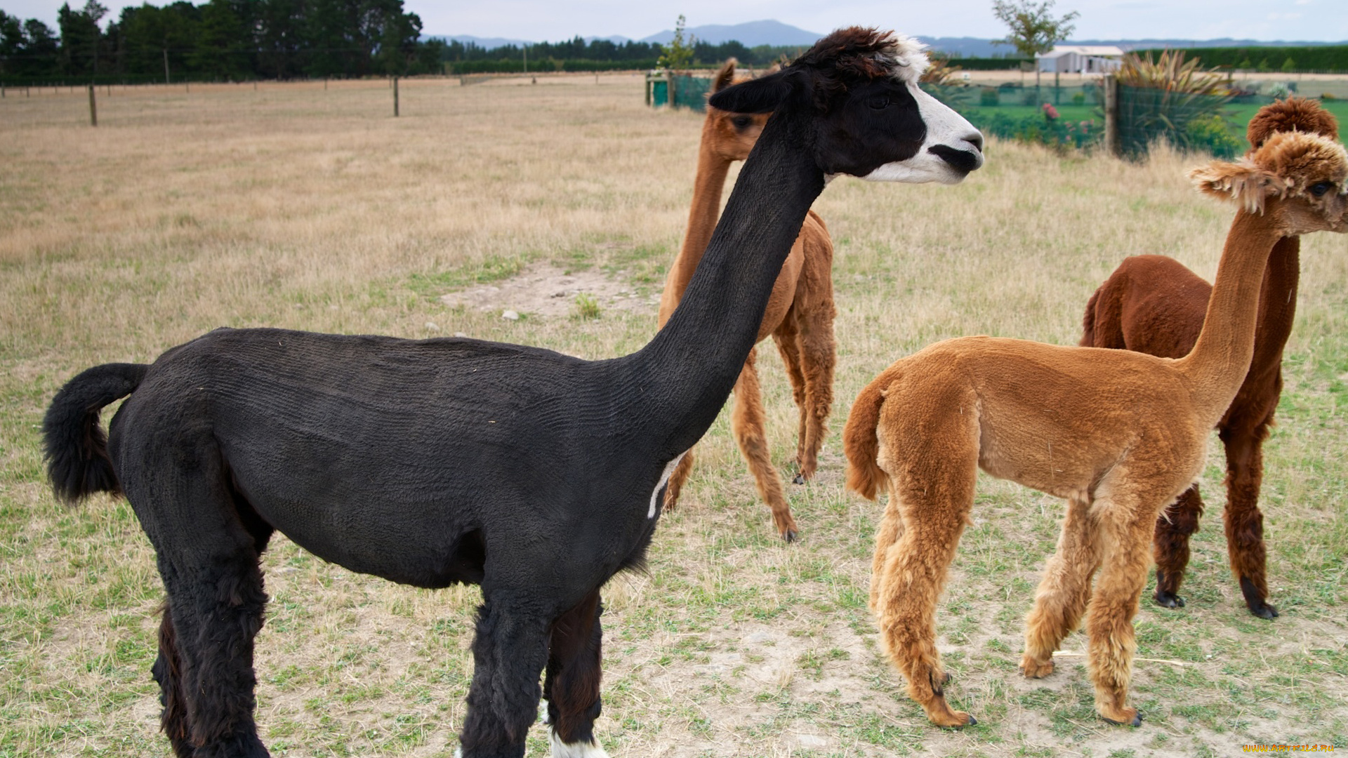 животные, ламы