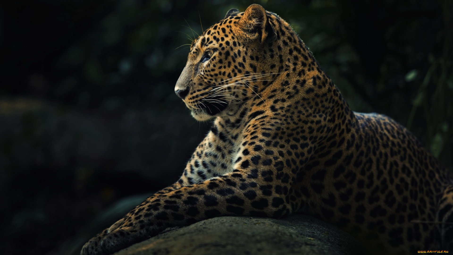 животные, леопарды, leopard