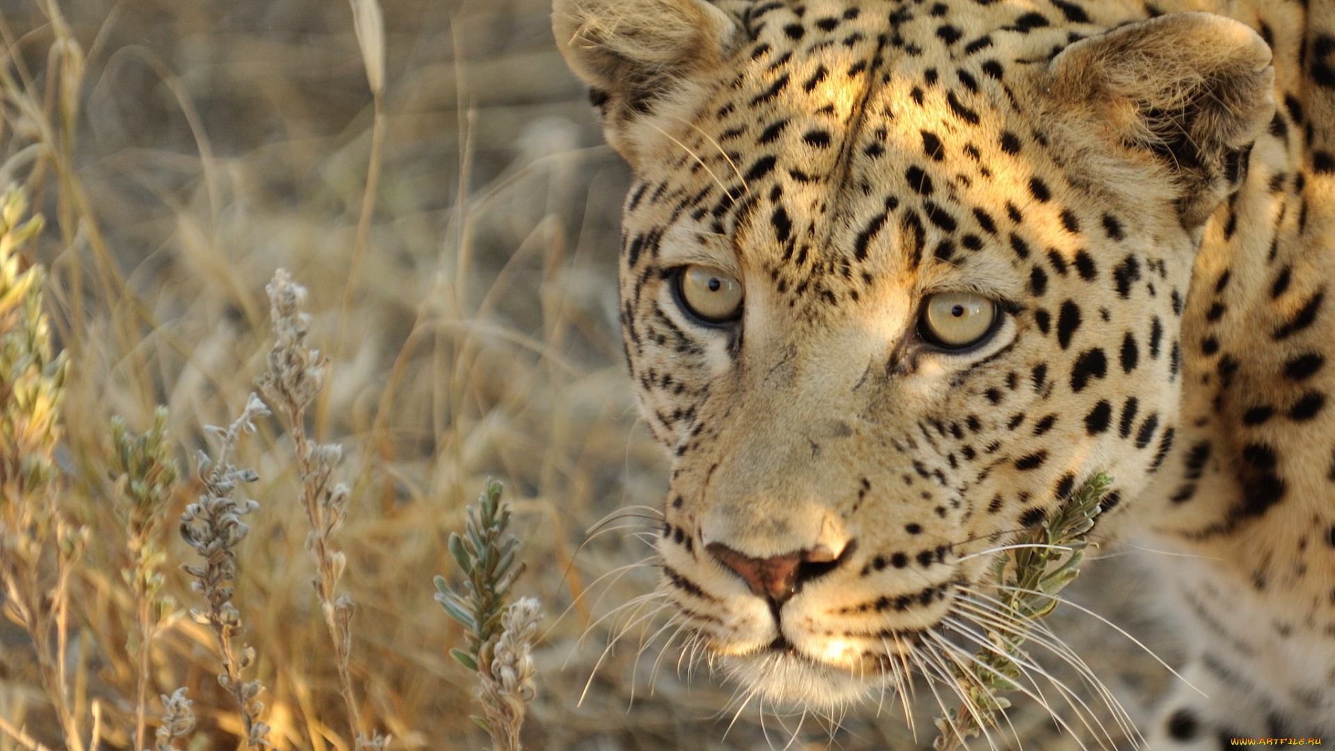 животные, леопарды, морда, взгляд