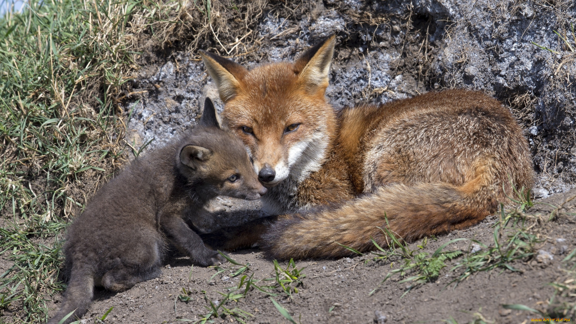 животные, лисы, мама, детеныш