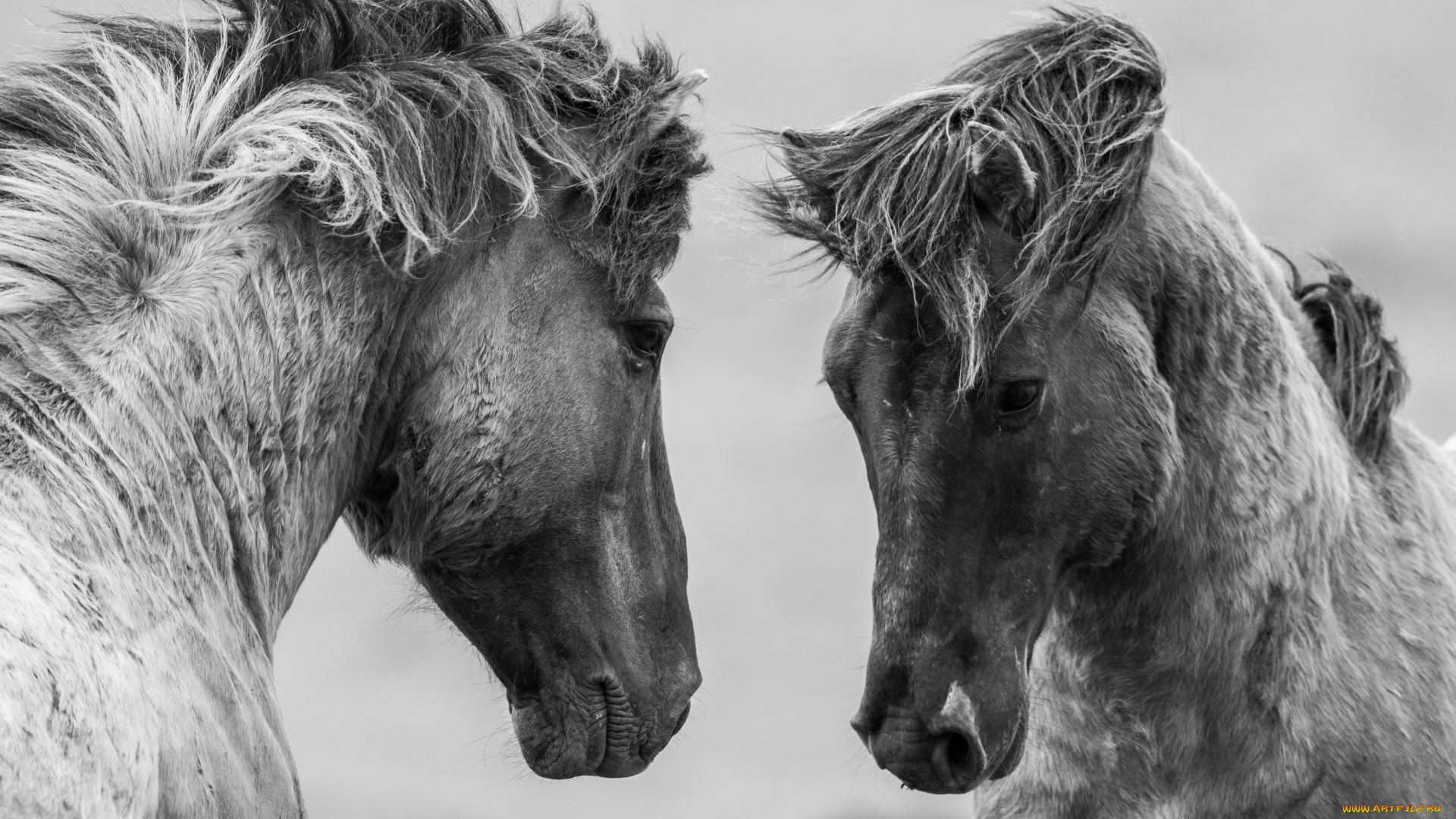 животные, лошади, пара