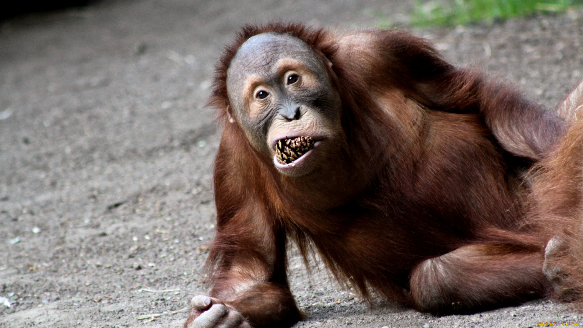 животные, обезьяны, орангутанг, смешной