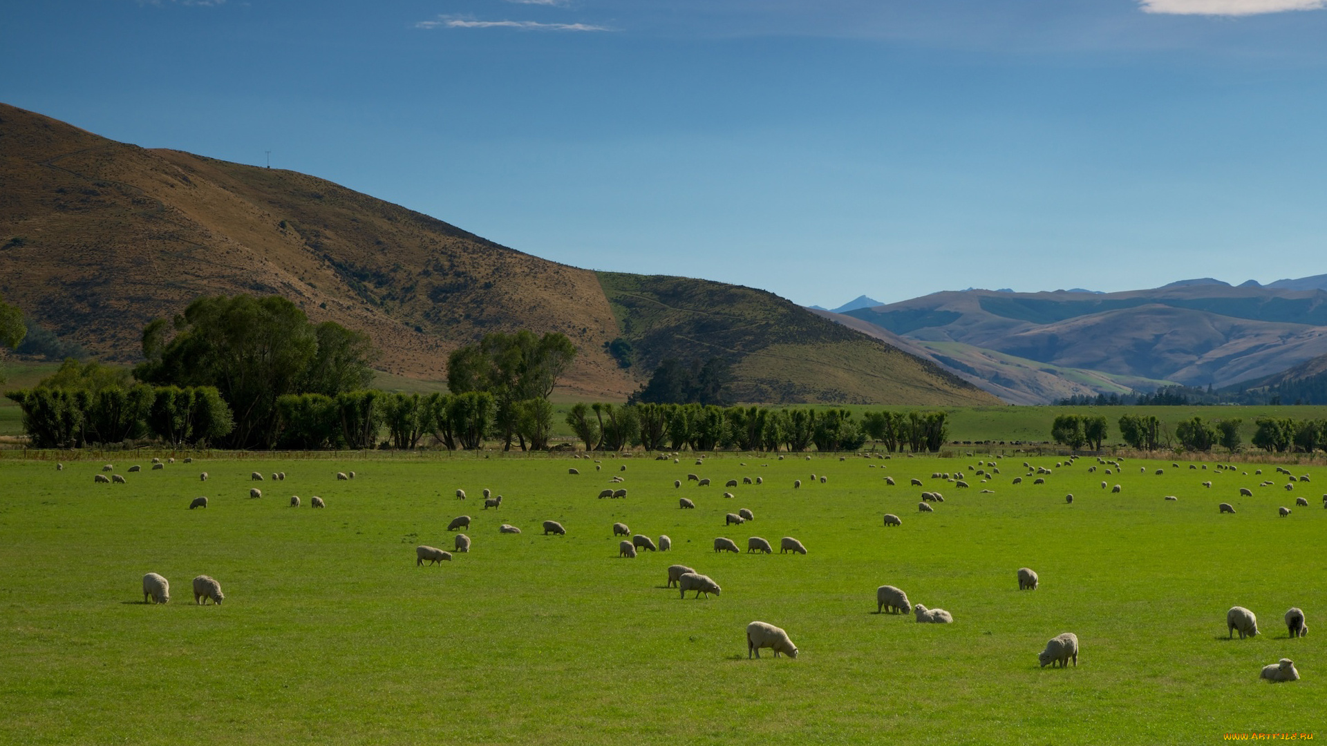 животные, овцы, бараны, горы, поле