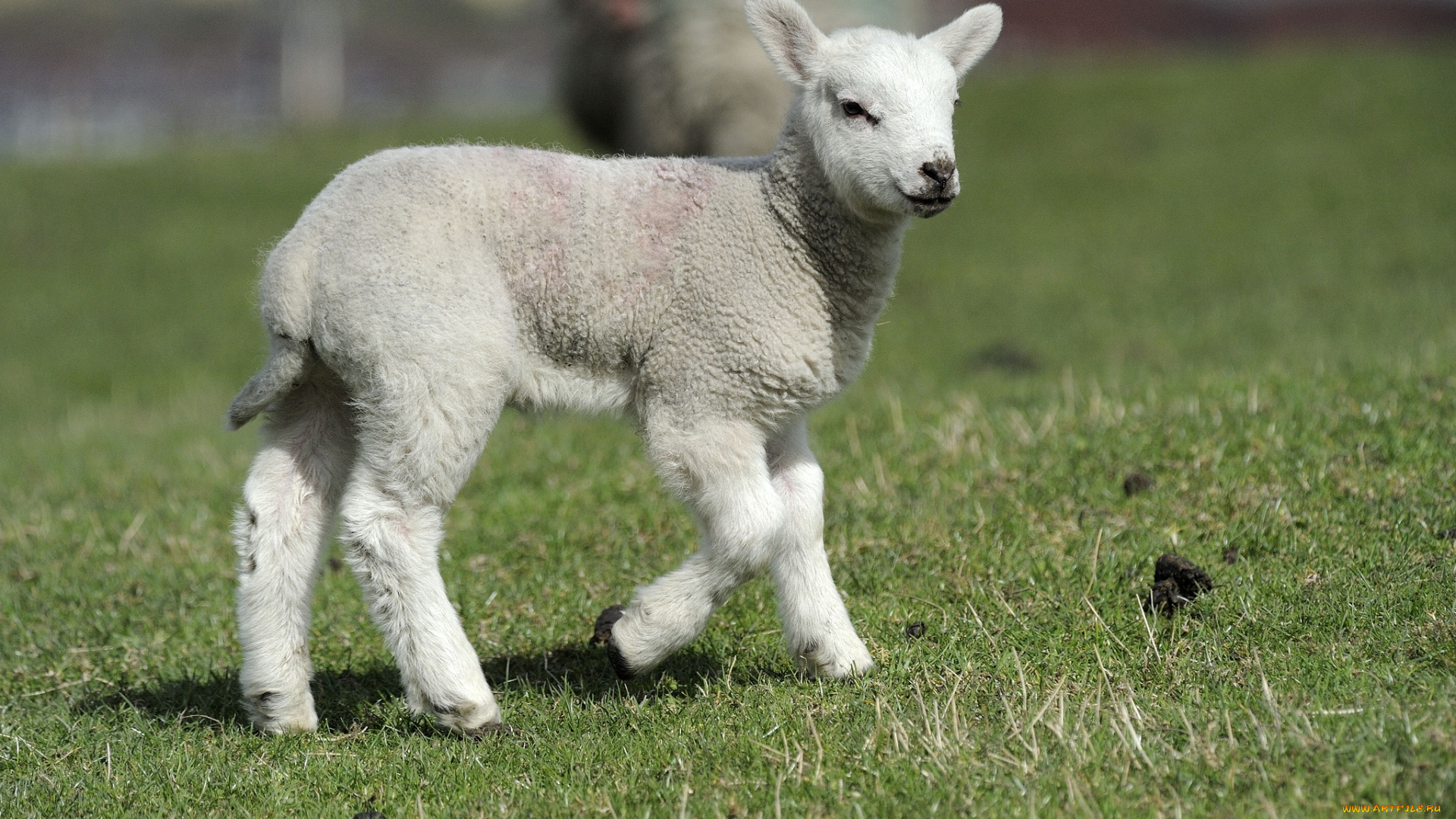 животные, овцы, бараны, ягненок