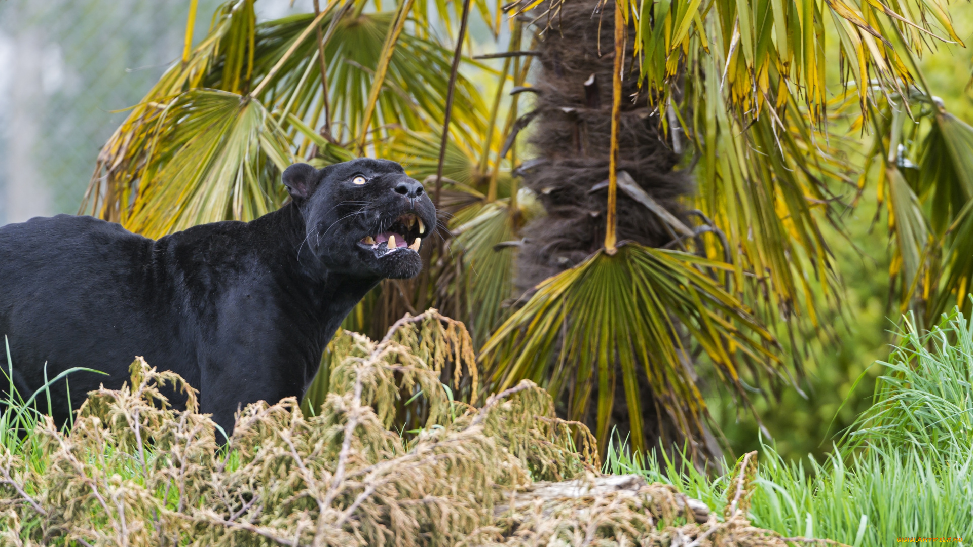 животные, пантеры, рык, морда, заросли