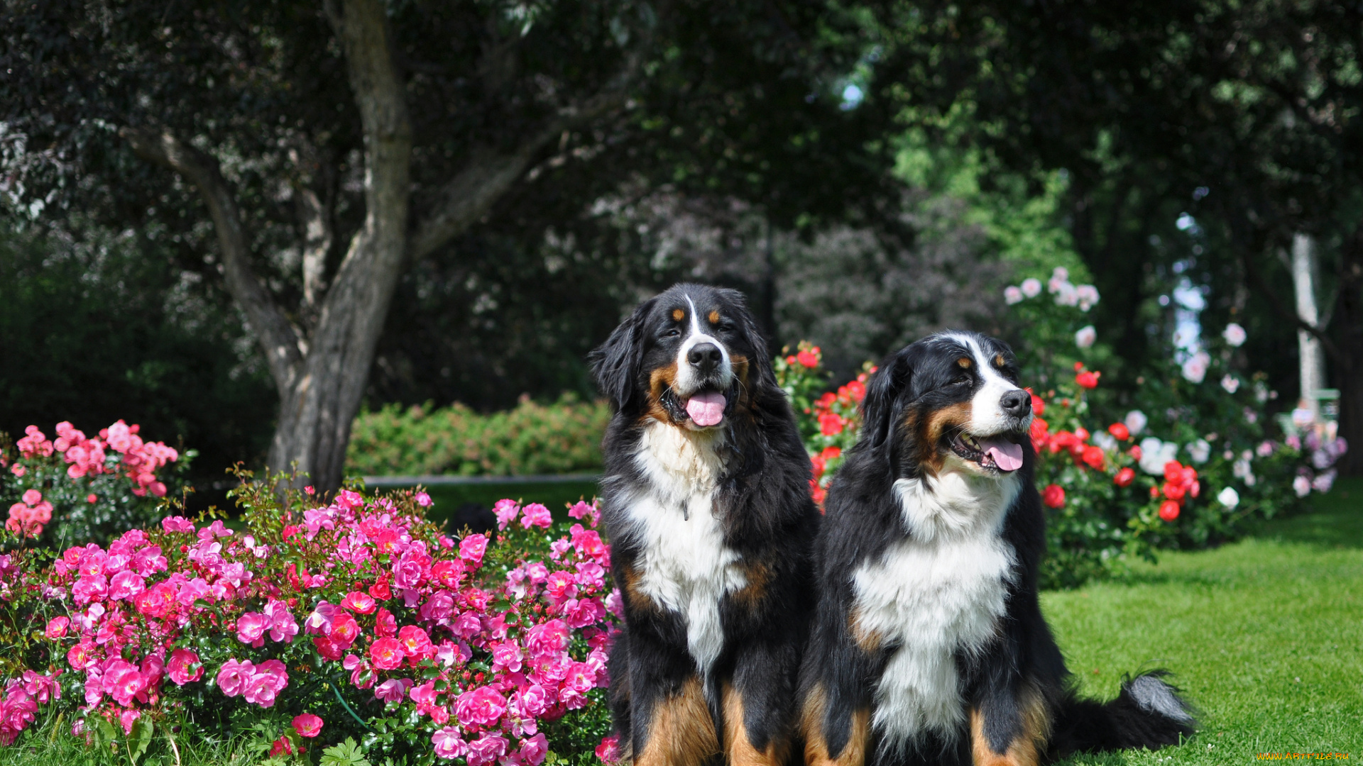 животные, собаки, цветы, пара