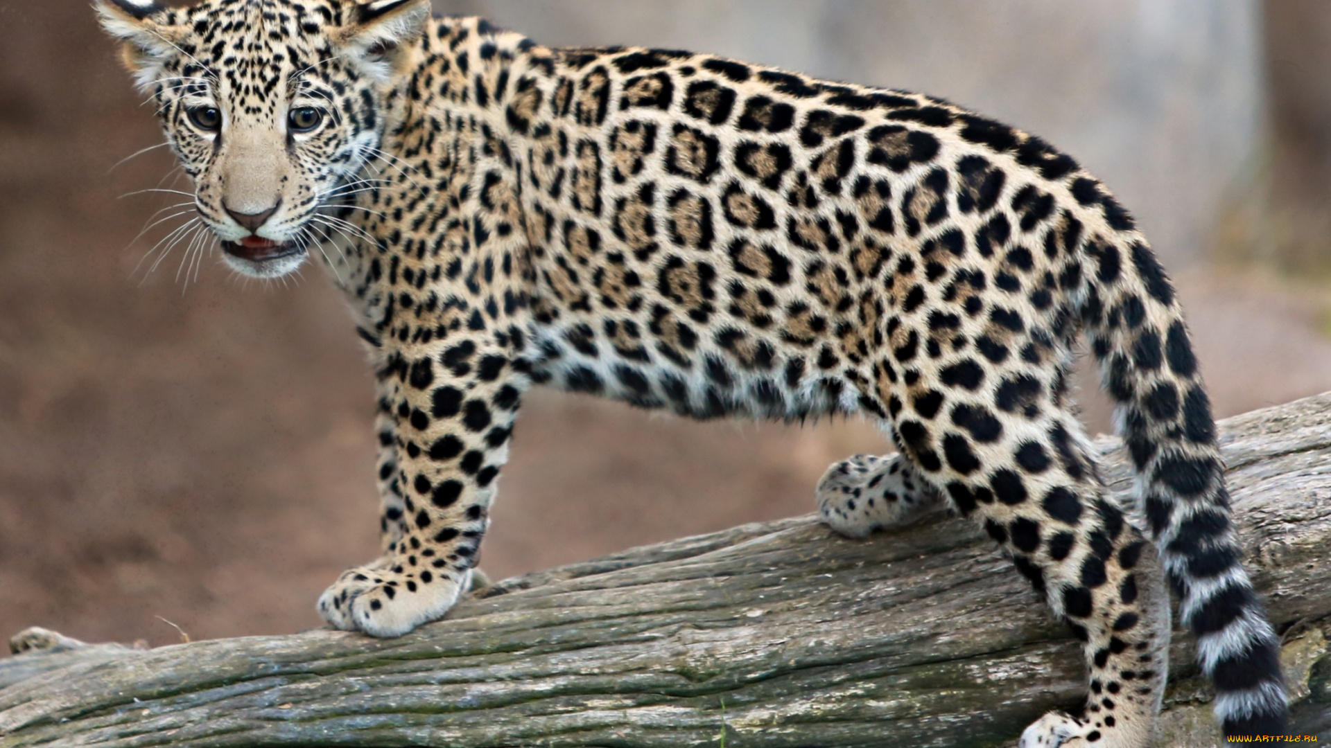 животные, Ягуары, малыш