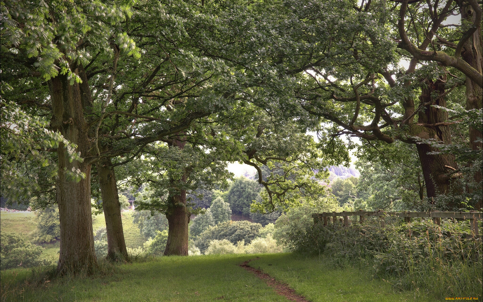 природа, деревья, тропинка
