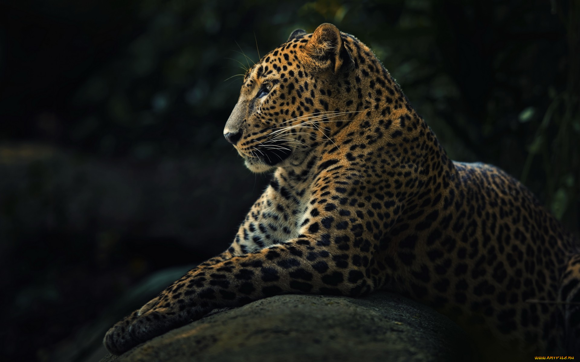 животные, леопарды, leopard