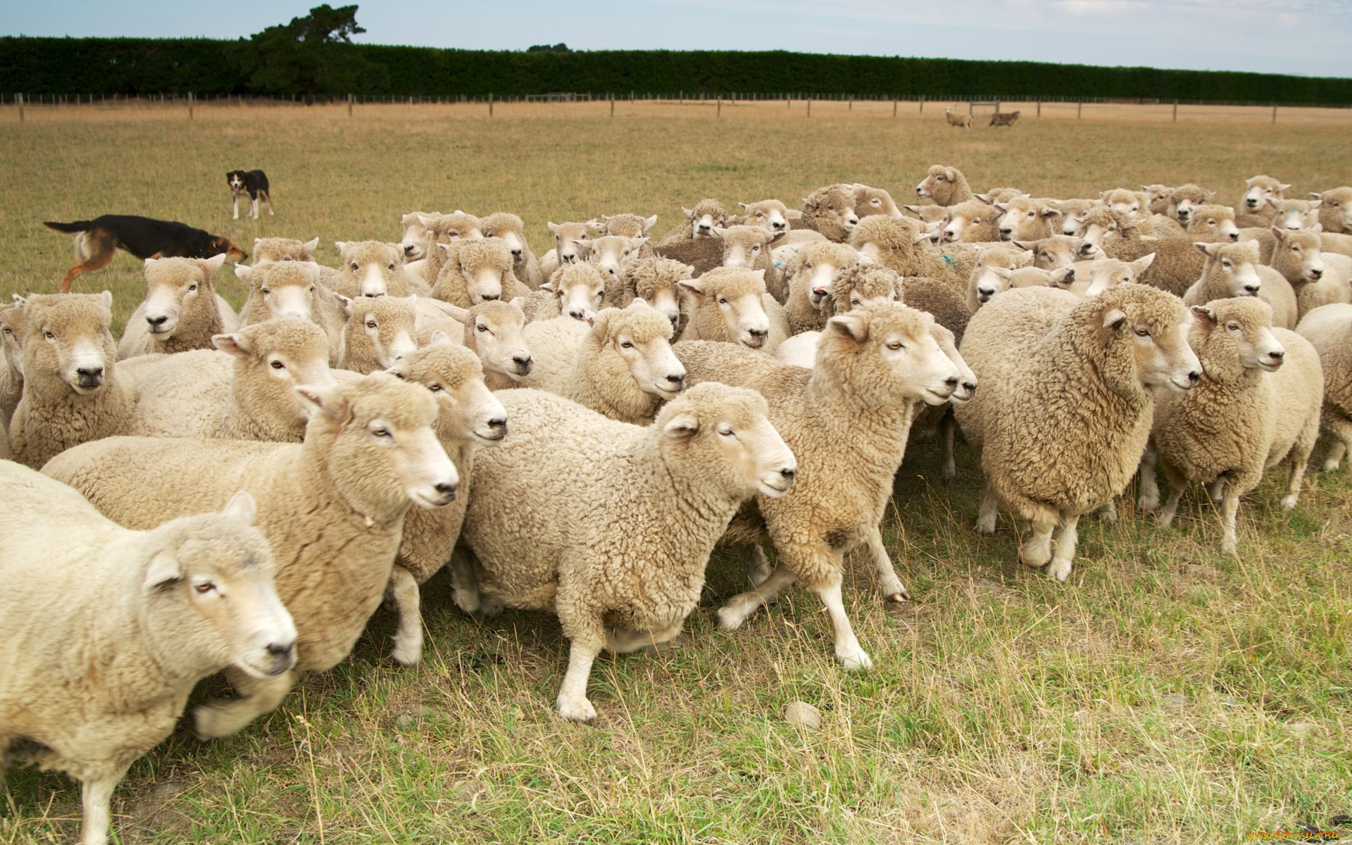 животные, овцы, бараны
