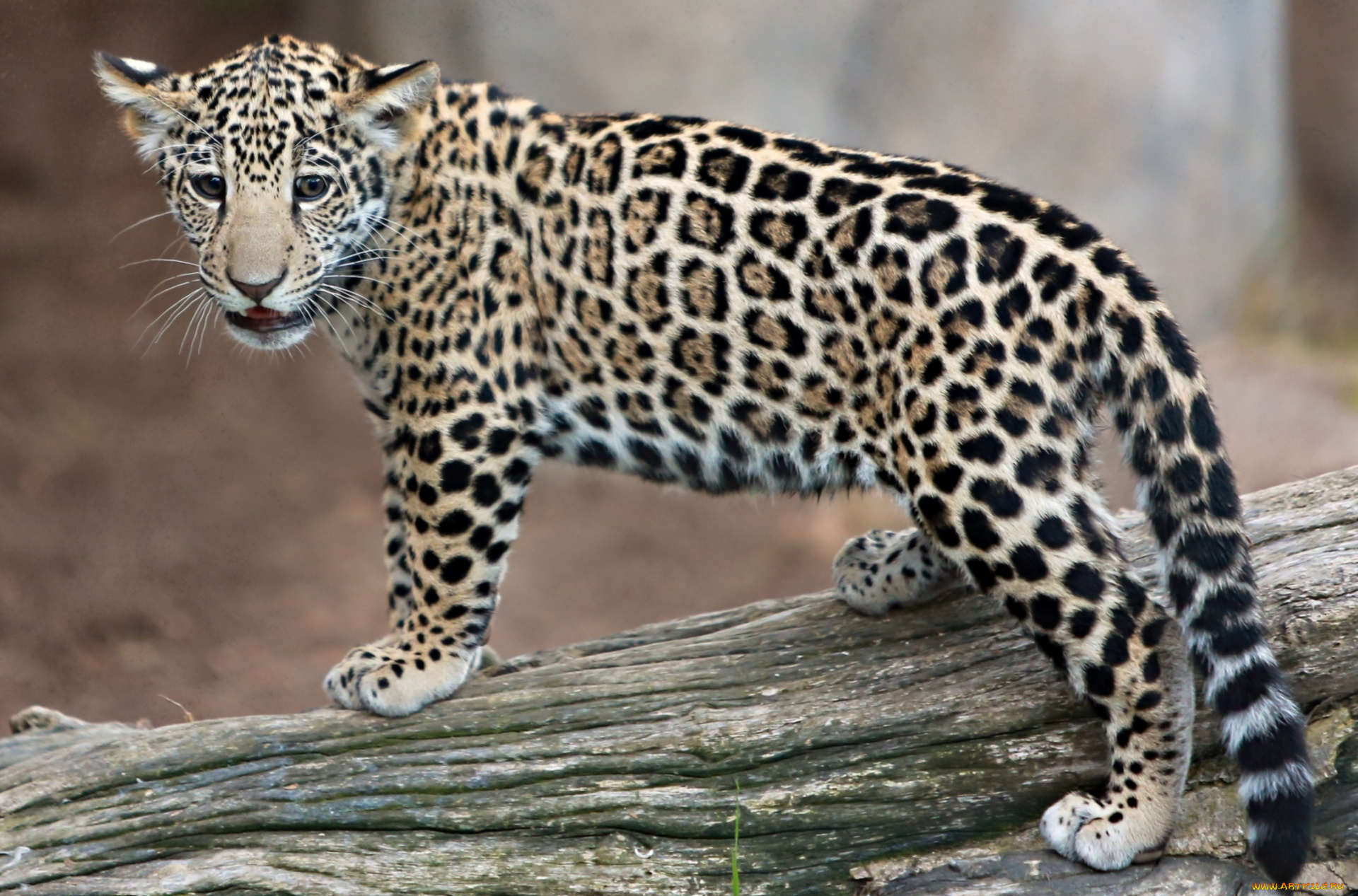 животные, Ягуары, малыш