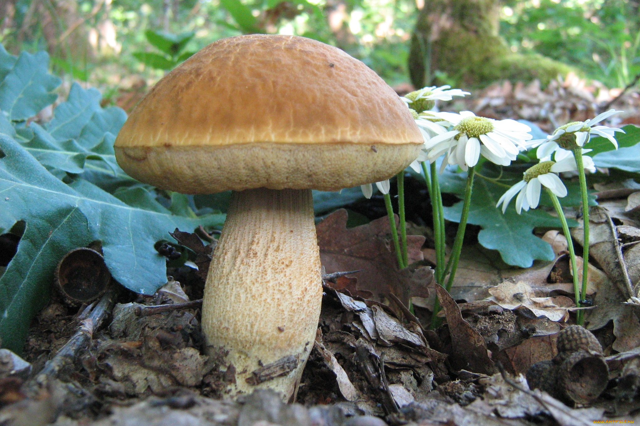 природа, грибы, трава, листья