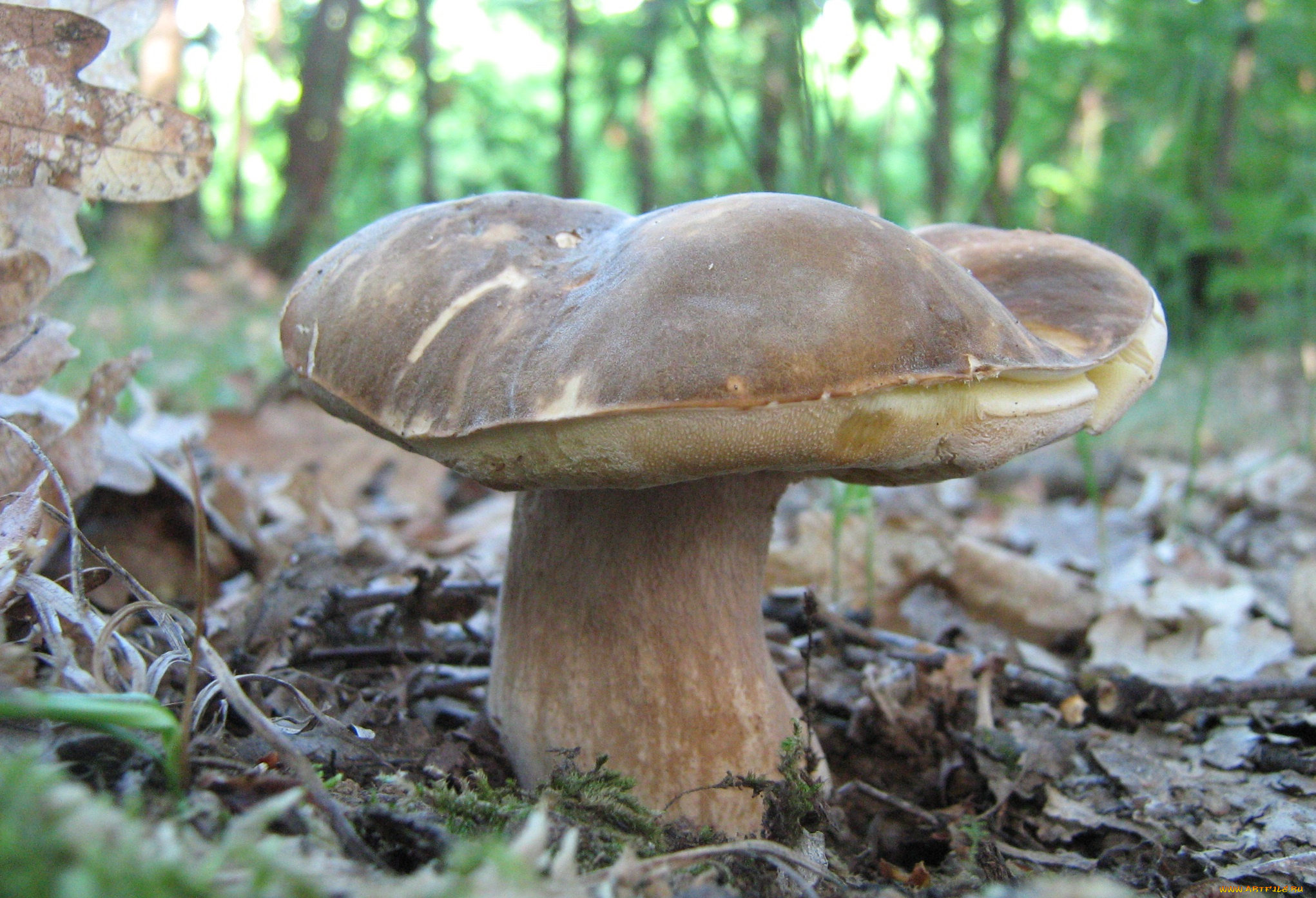 природа, грибы, трава, листья