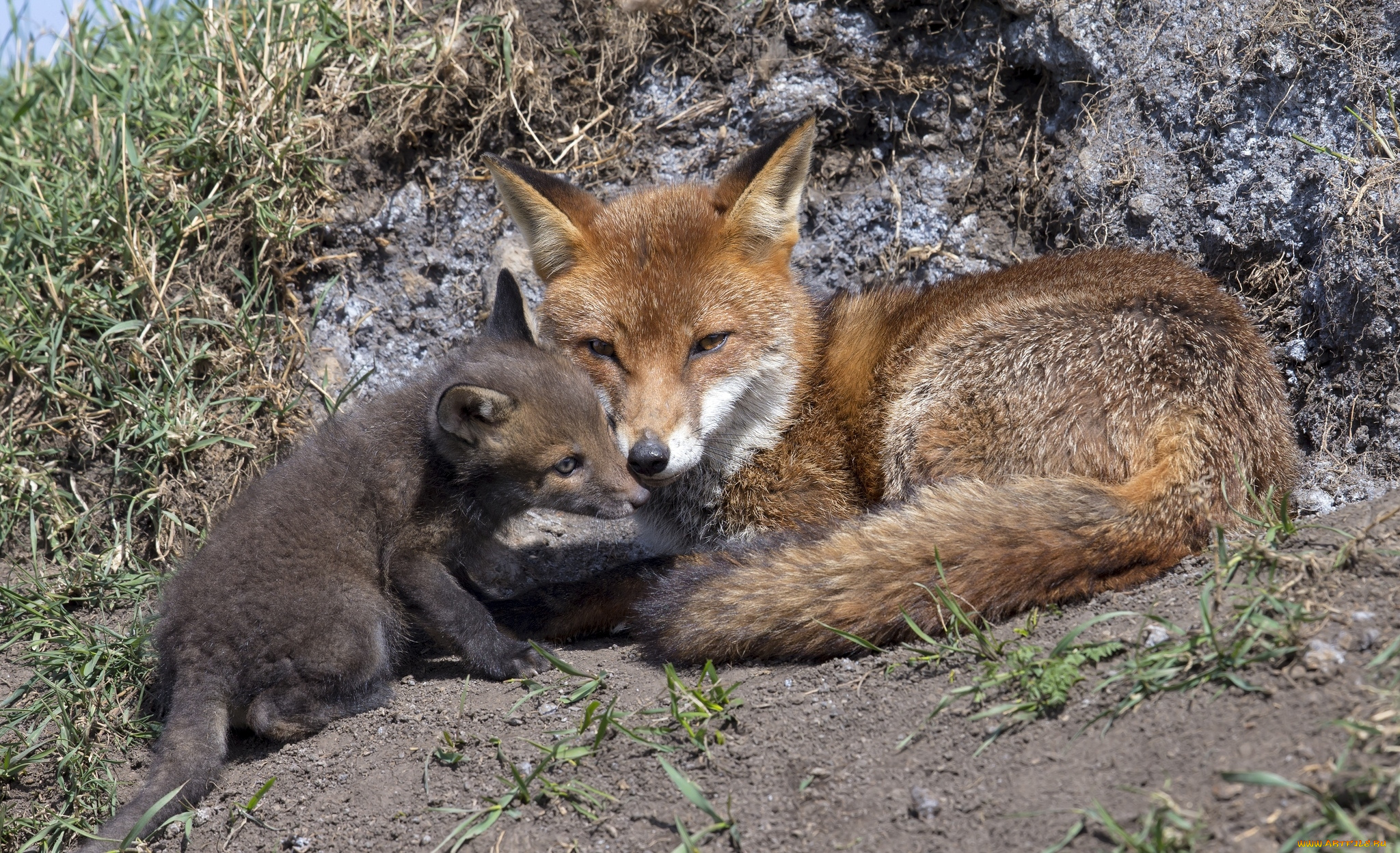 животные, лисы, мама, детеныш