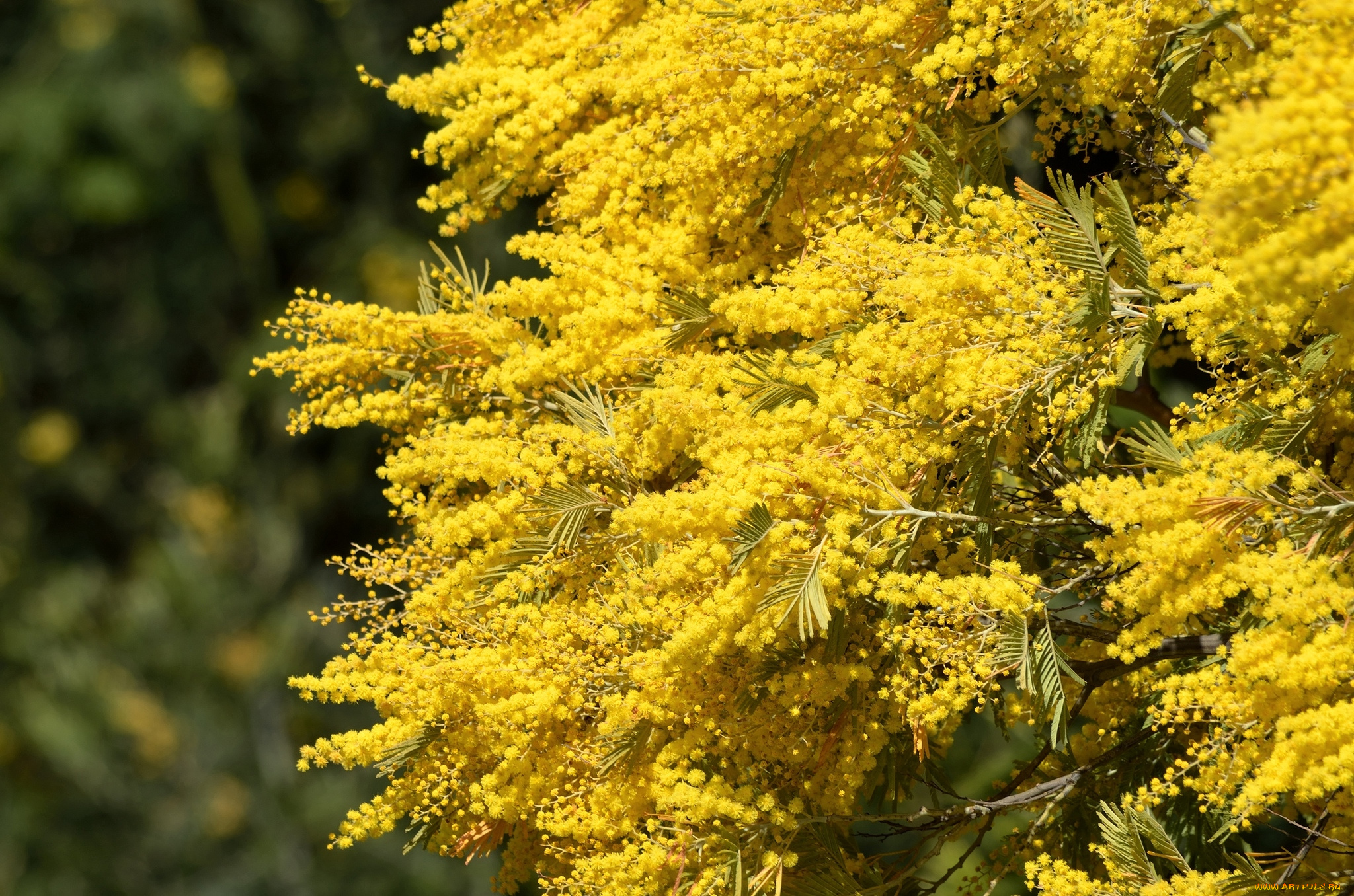 цветы, мимоза, желтый, ветки