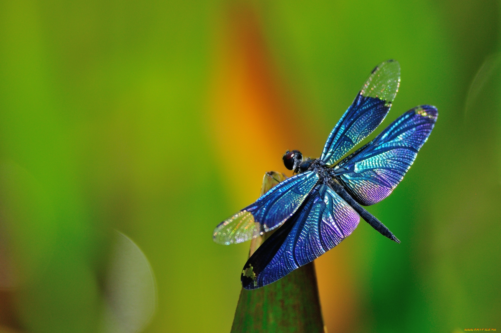 животные, стрекозы, крылья