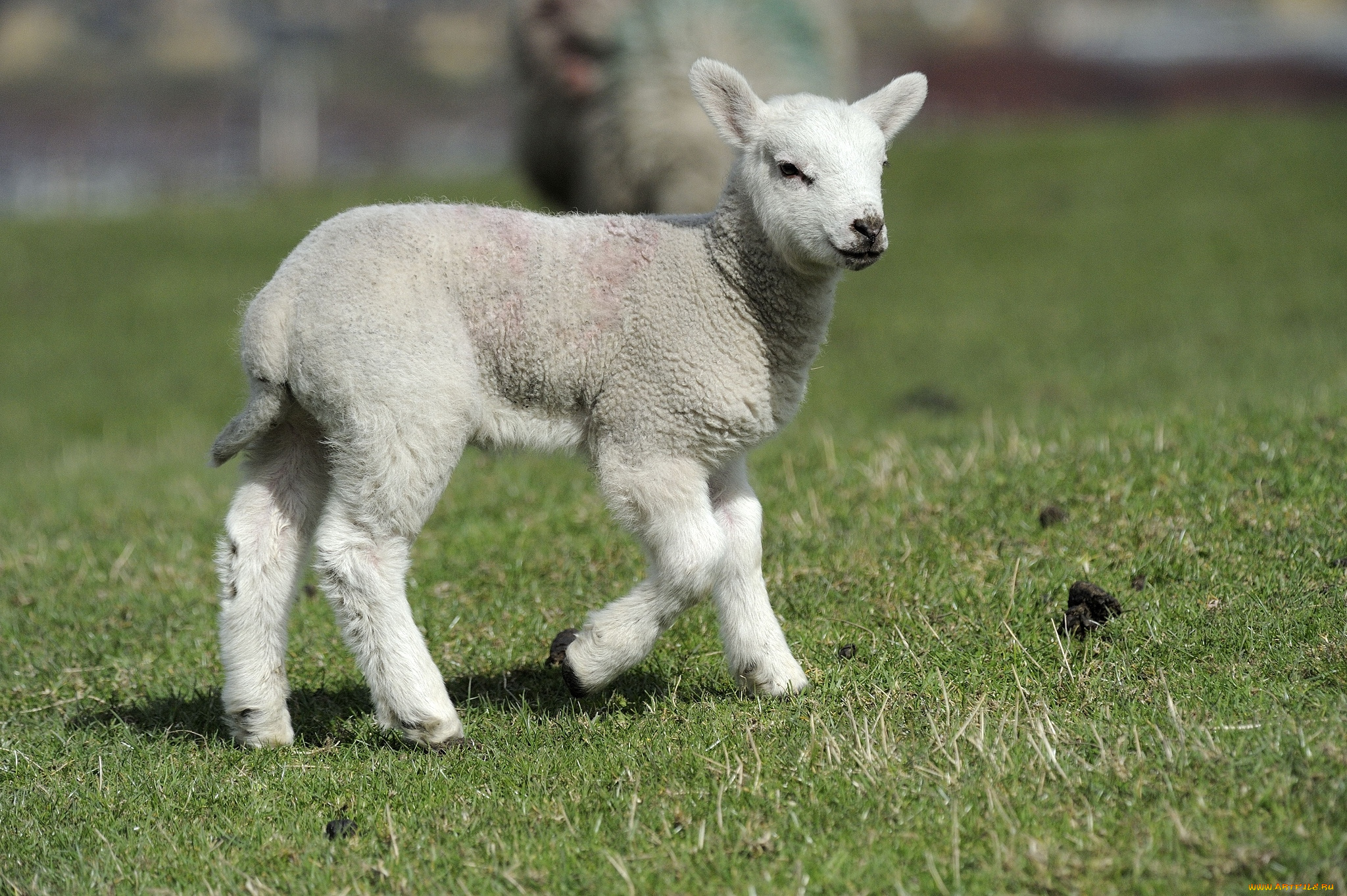 животные, овцы, бараны, ягненок