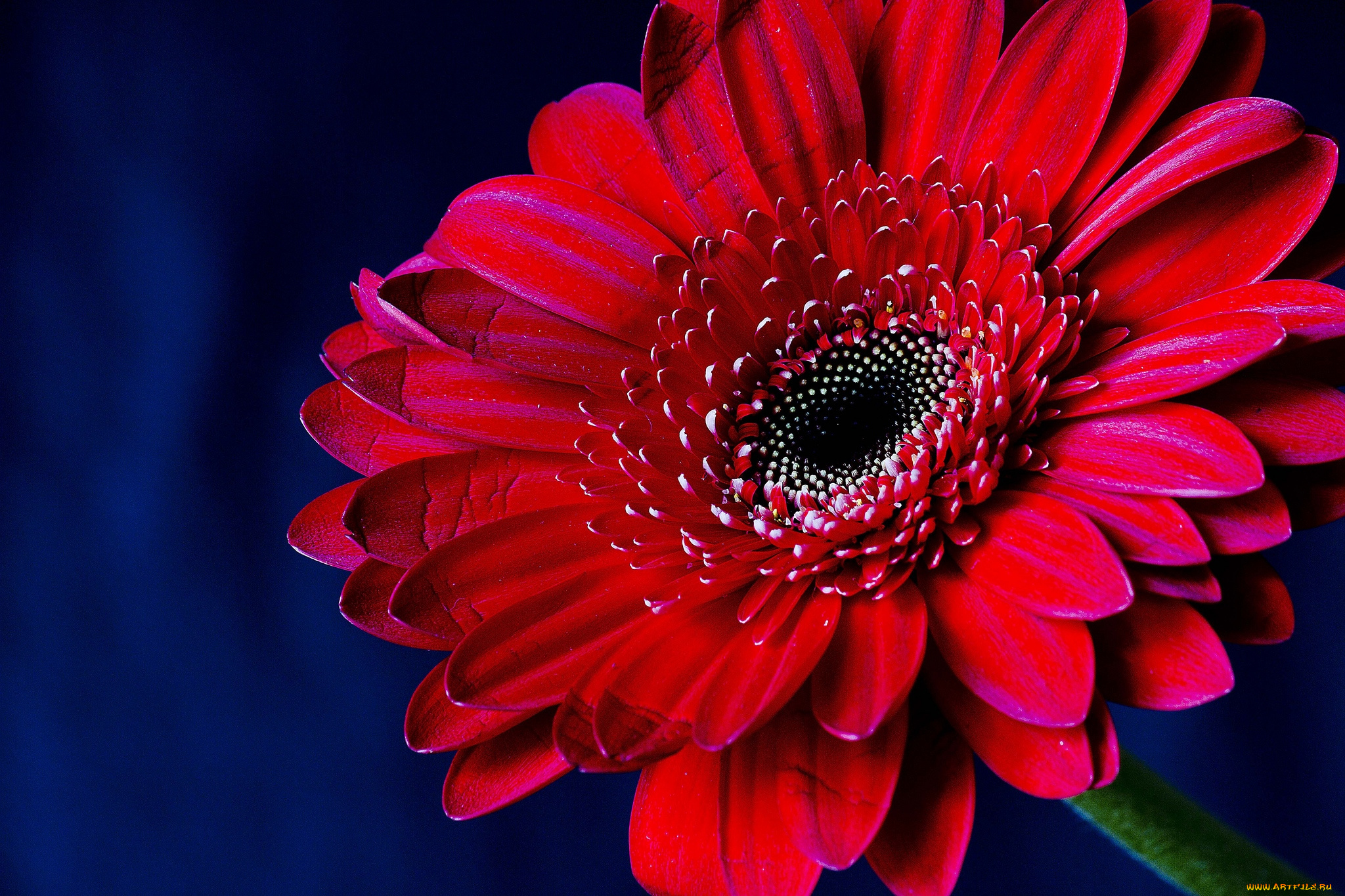 цветы, герберы, макро, красный