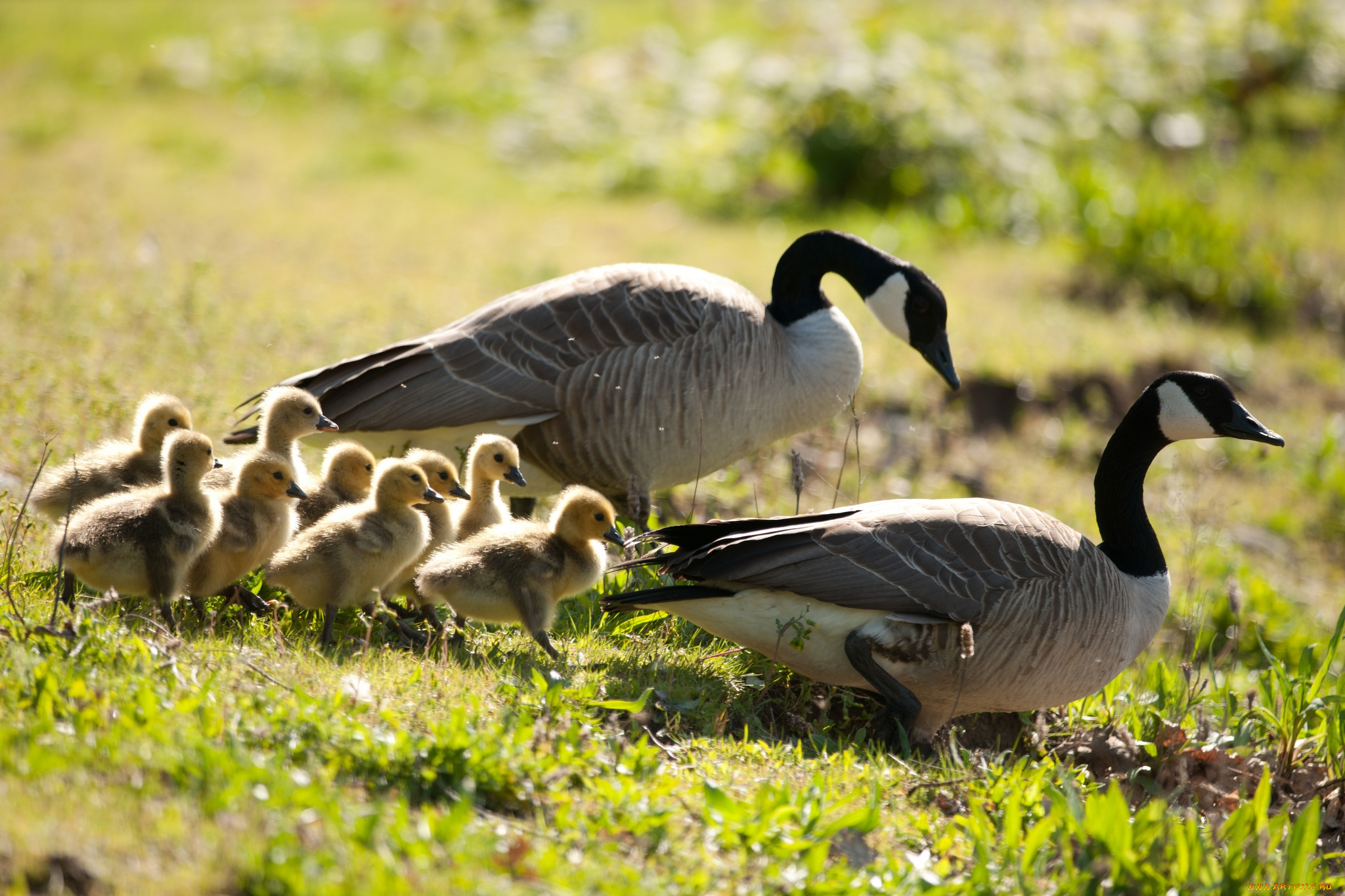 животные, гуси, семья