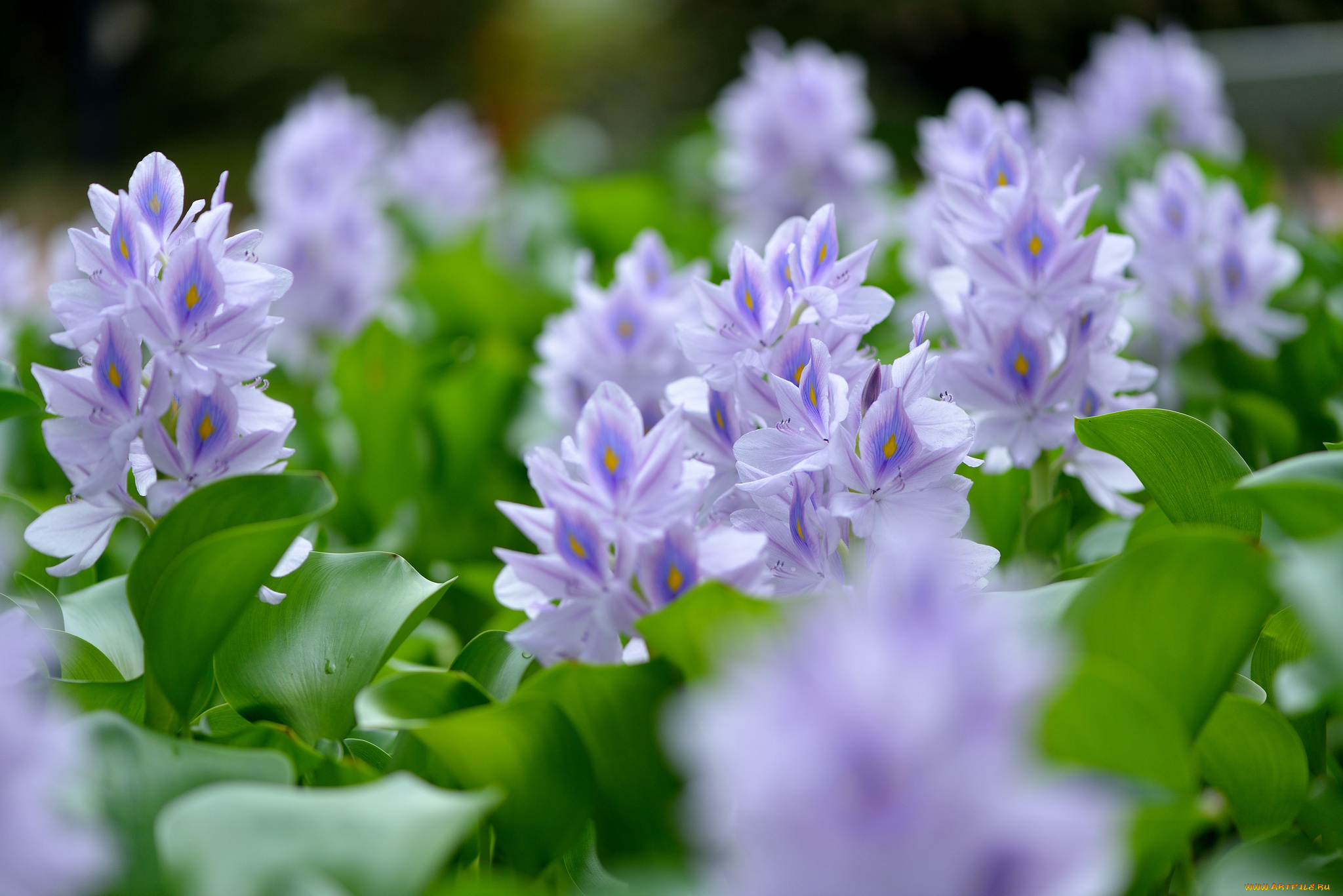 цветы, гиацинты, эйхорния, отличная, водяной, гиацинт