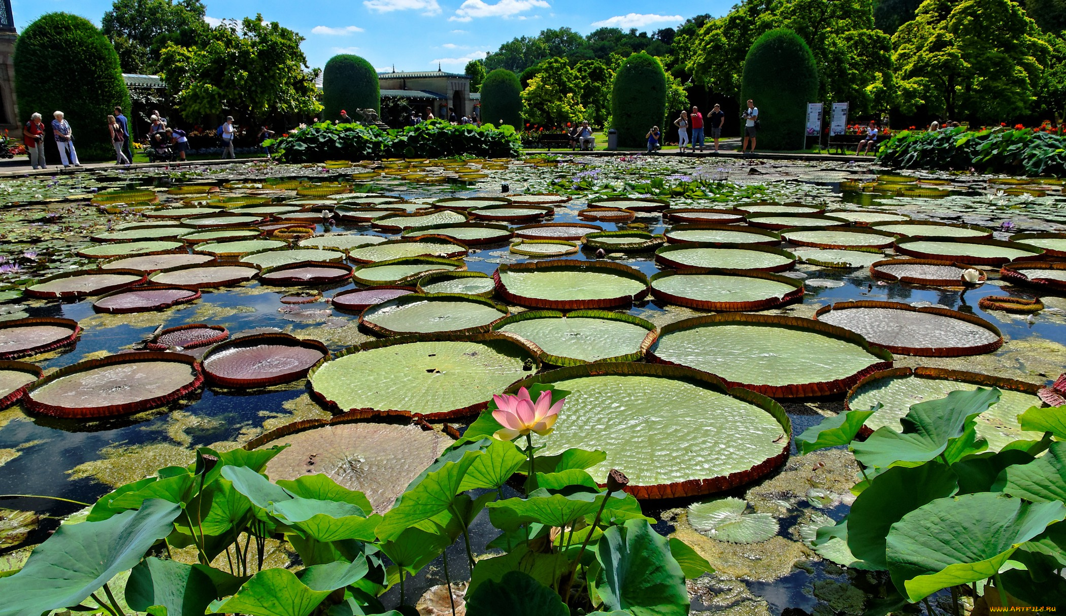 природа, парк, пруд, деревья, водная, растительность, цветы
