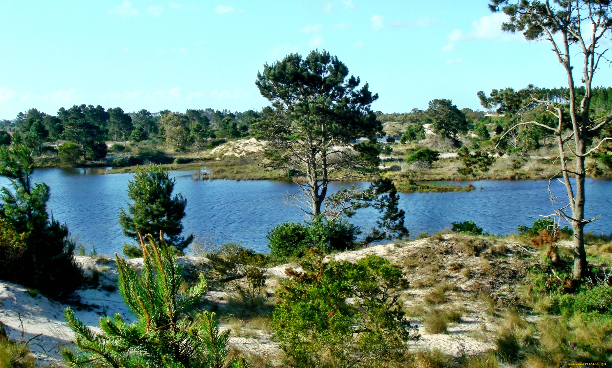 природа, реки, озера, река, лес, деревья, кустарник, трава