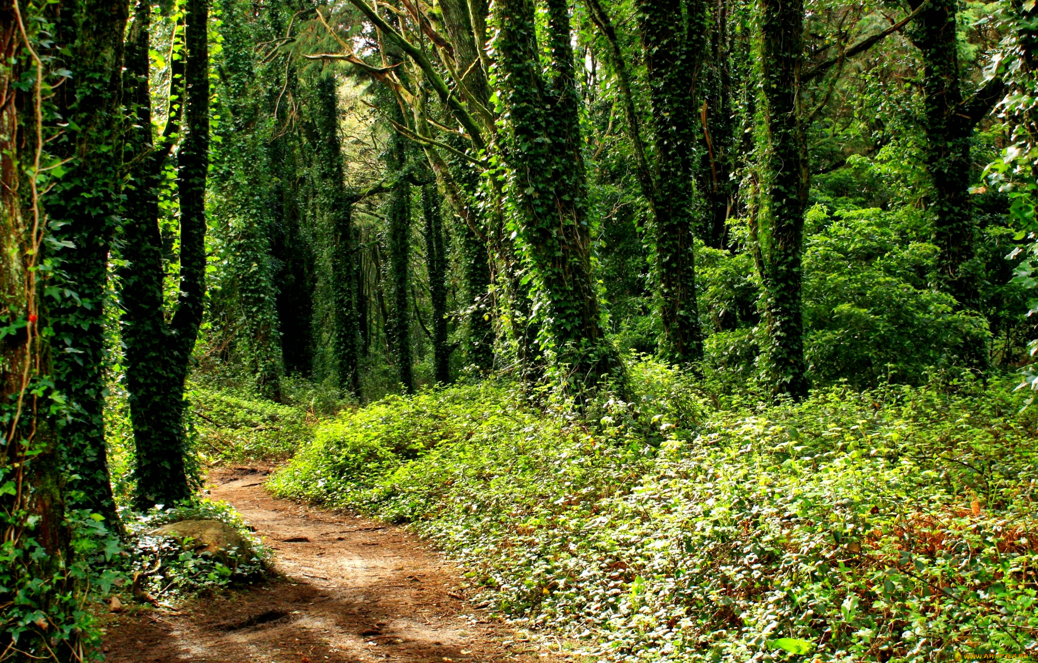 природа, лес, плющ, тропинка, стволы
