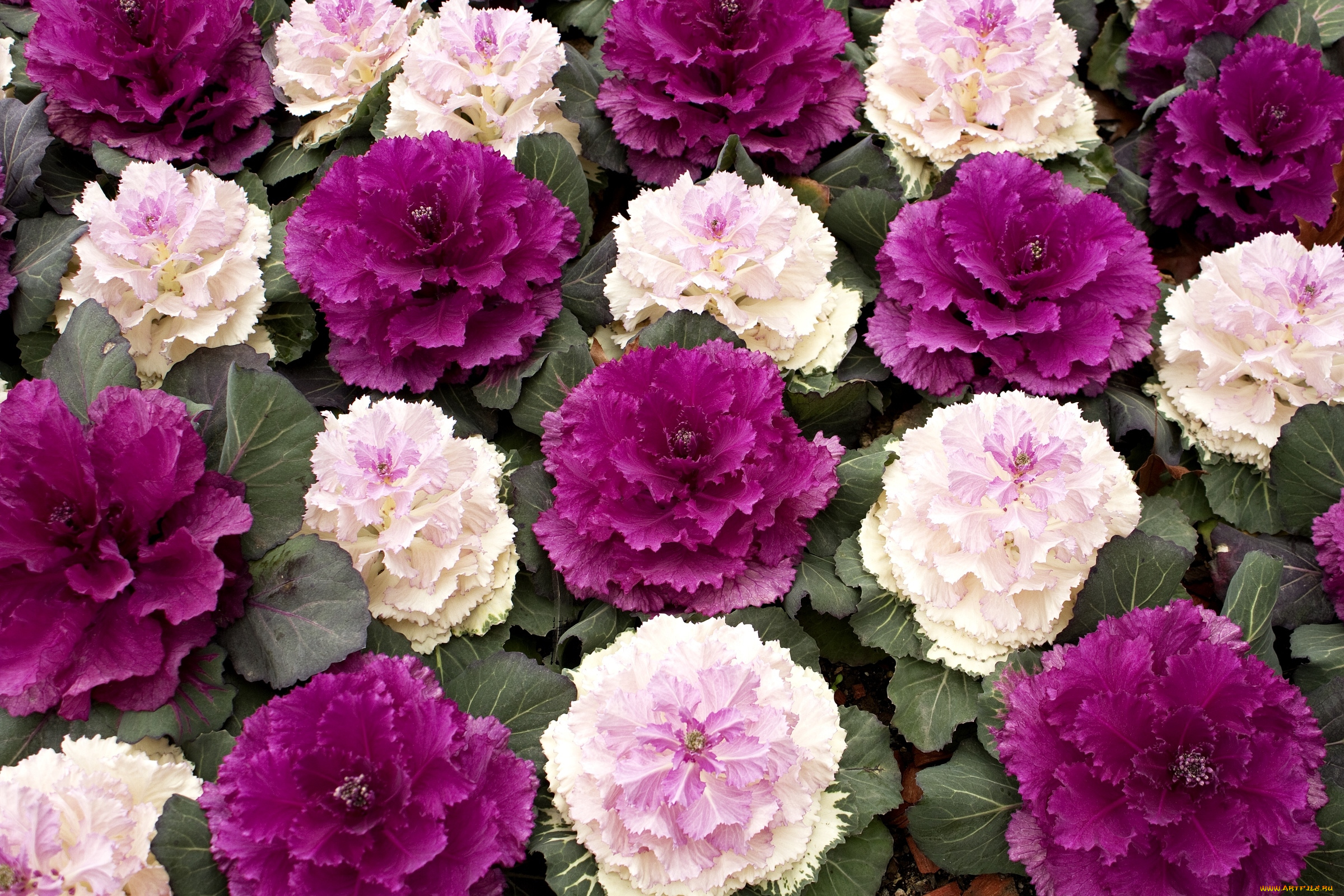 цветы, декоративная, капуста