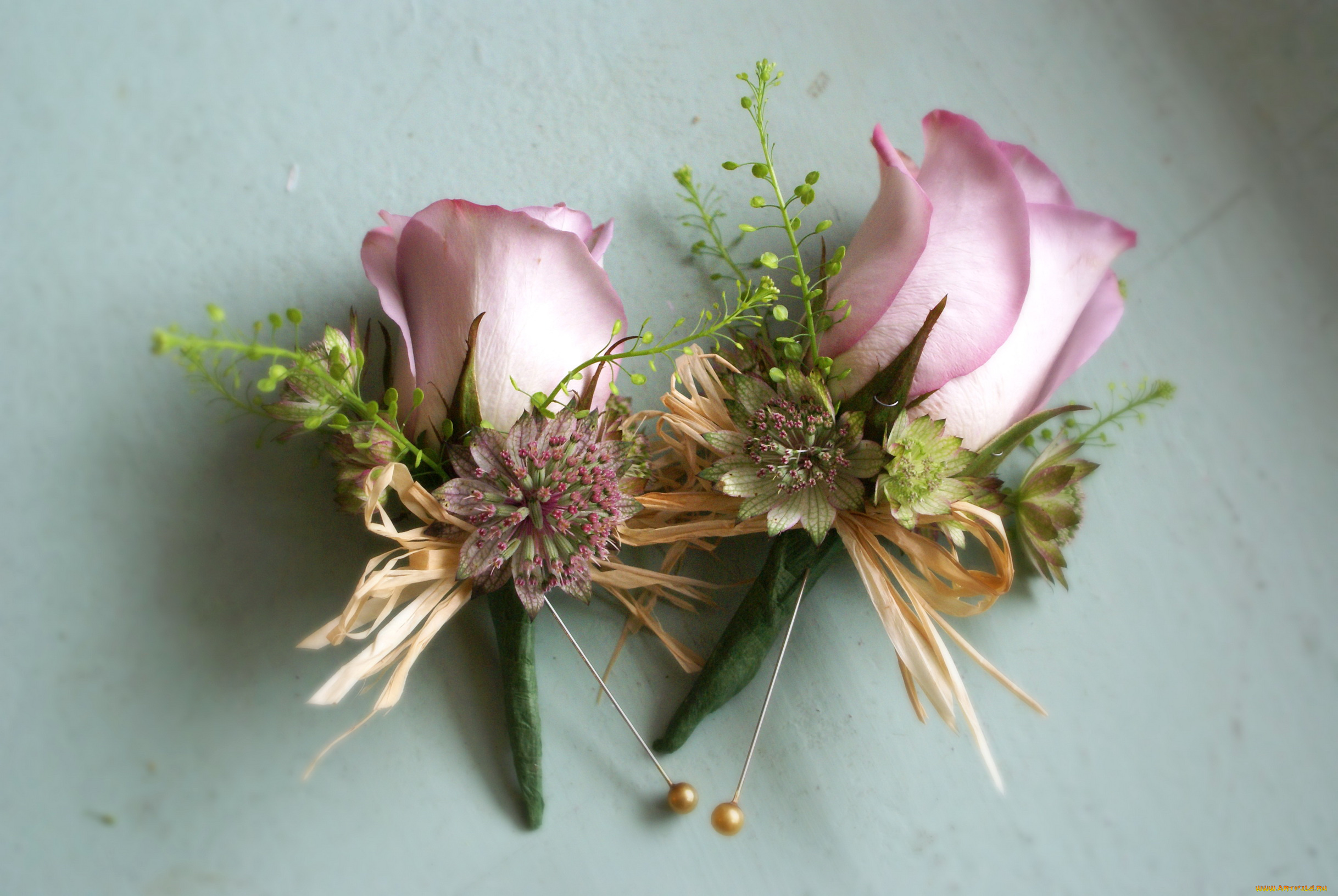 цветы, розы