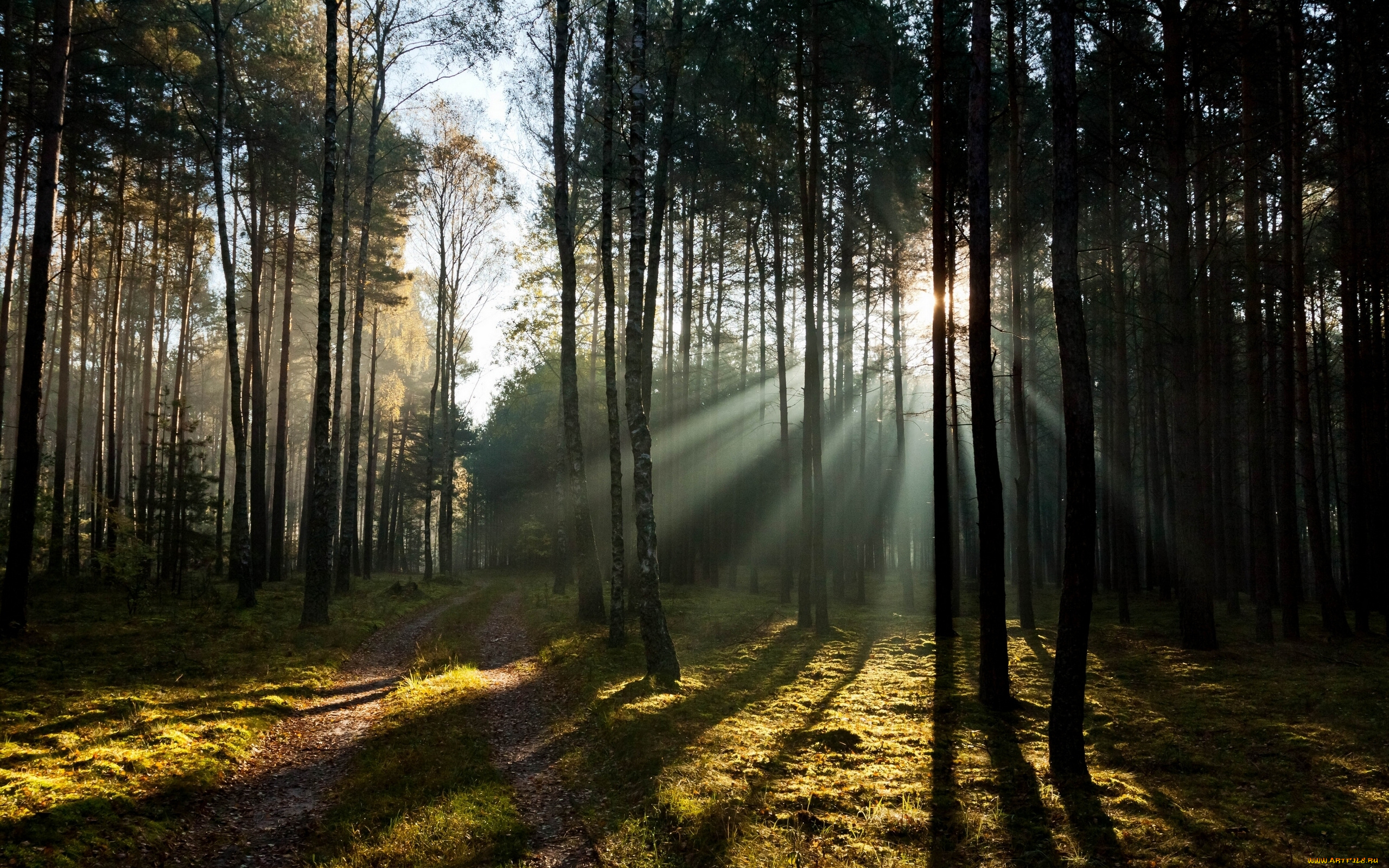 природа, лес, деревья, дорога, лучи