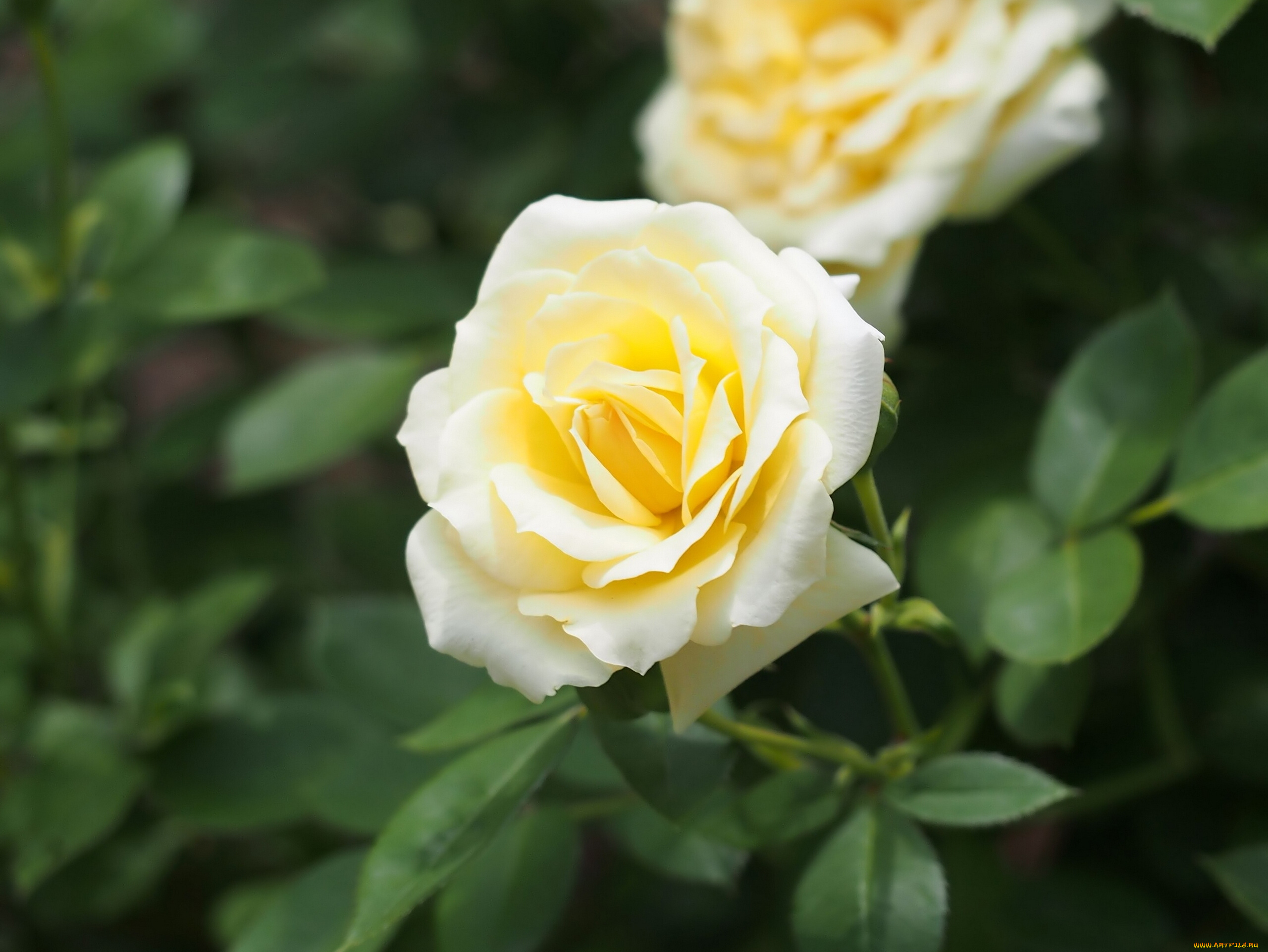 цветы, розы, бутон