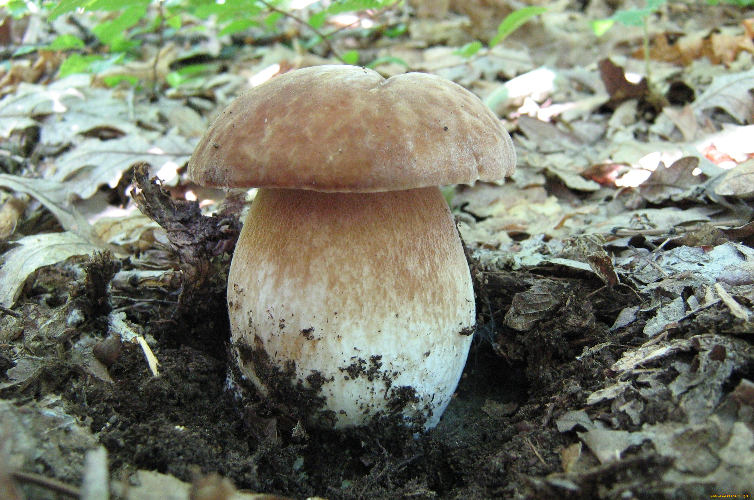 природа, грибы, трава, листья