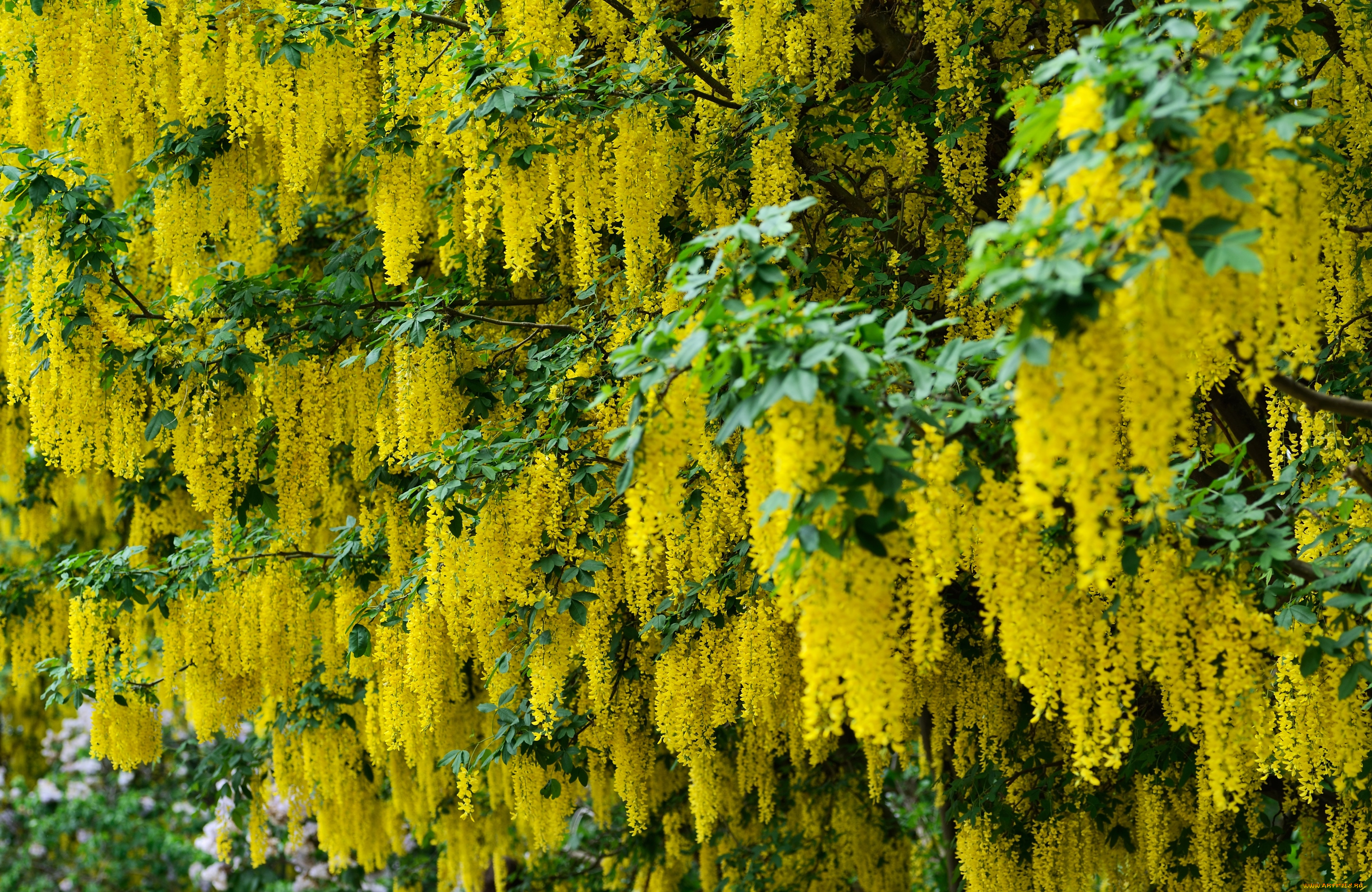 цветы, глициния, желтый, кисти, вистерия