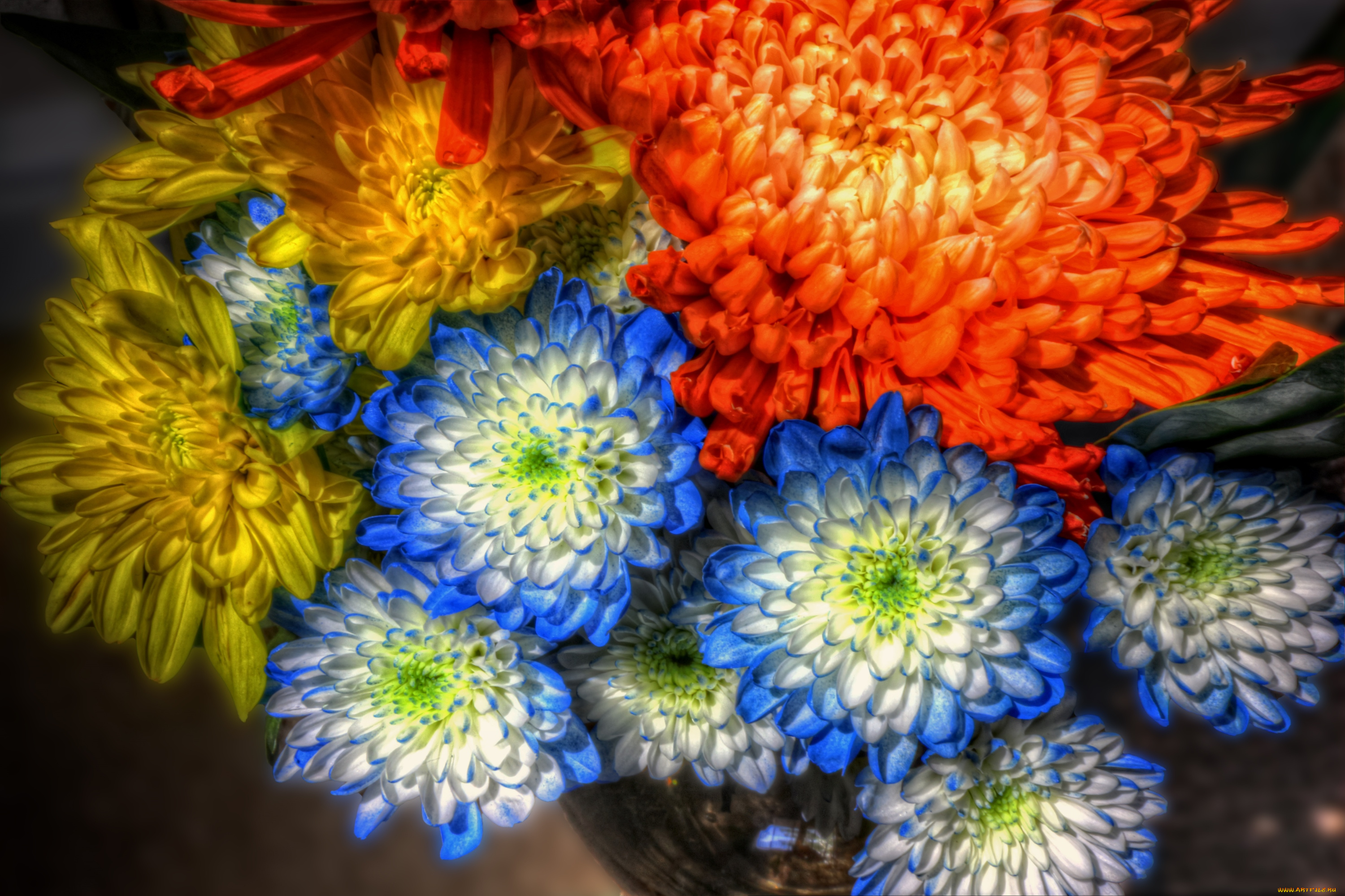 цветы, хризантемы, разноцветный