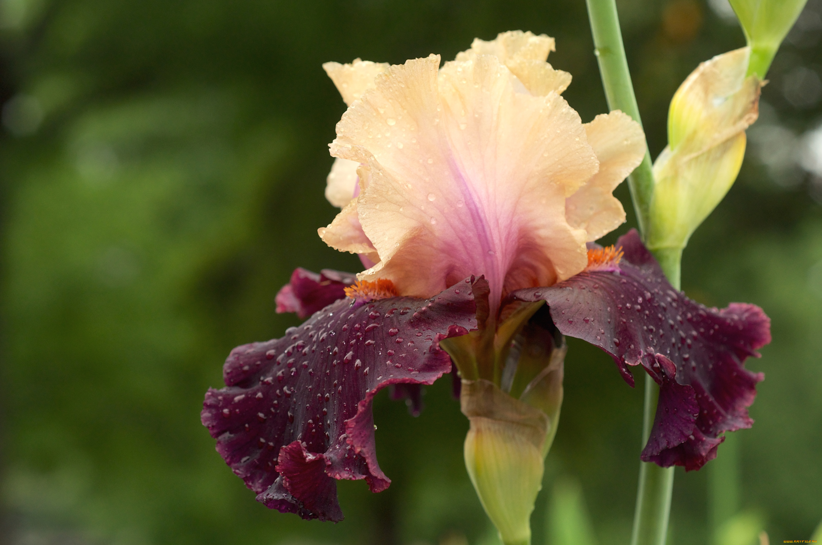 цветы, ирисы, макро