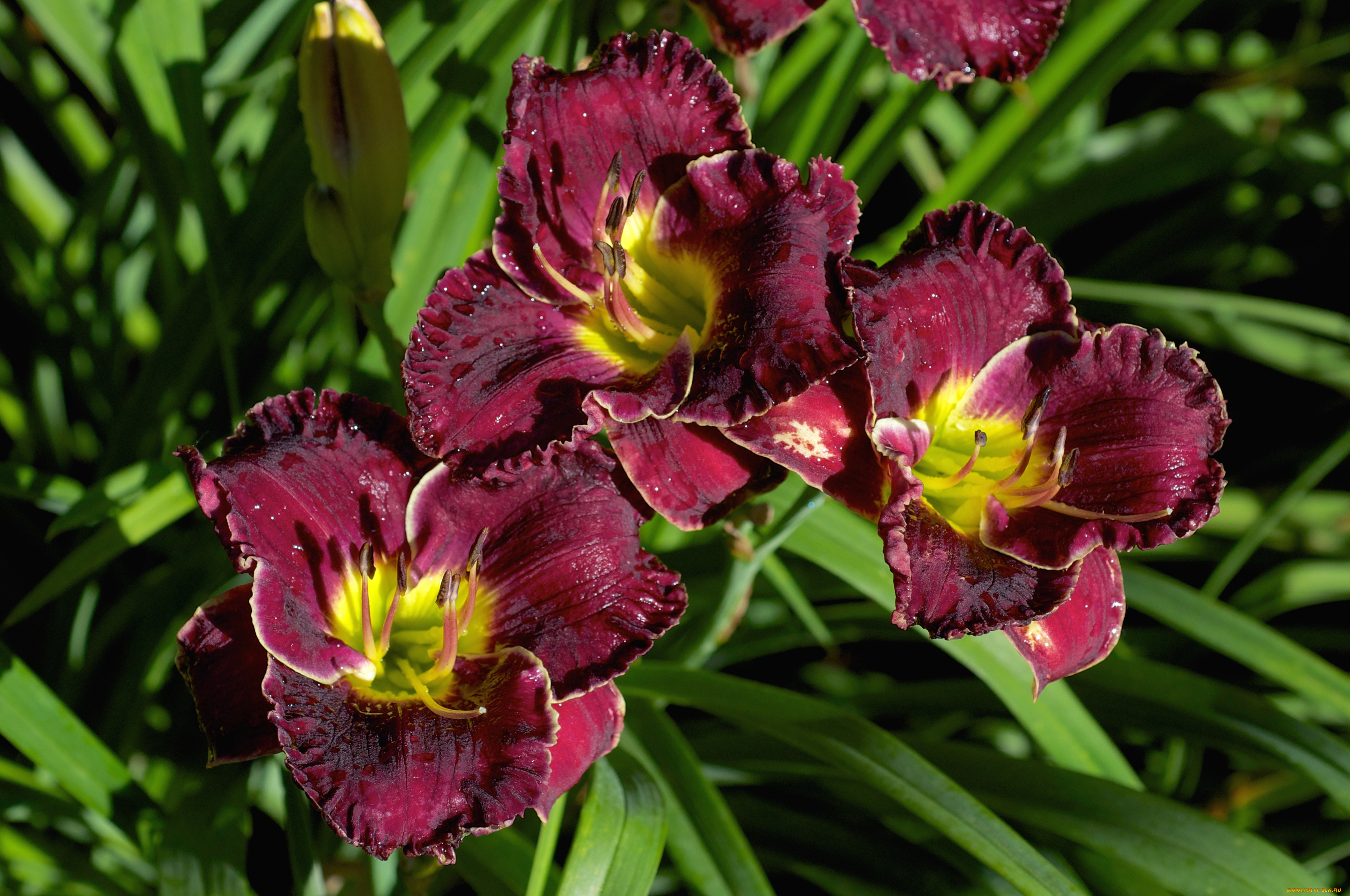 цветы, лилии, лилейники, бордовый