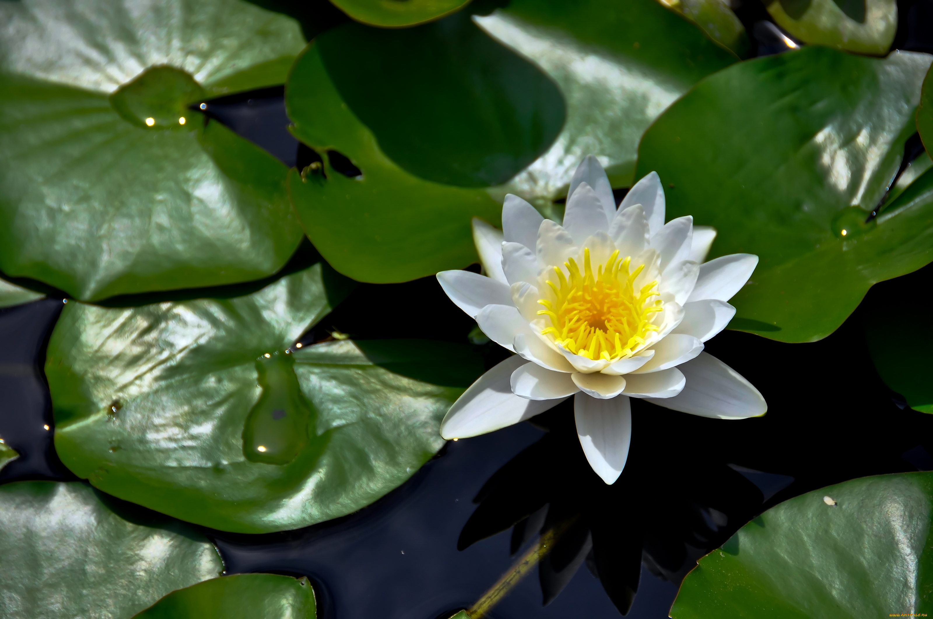 цветы, лилии, водяные, нимфеи, кувшинки, нимфея