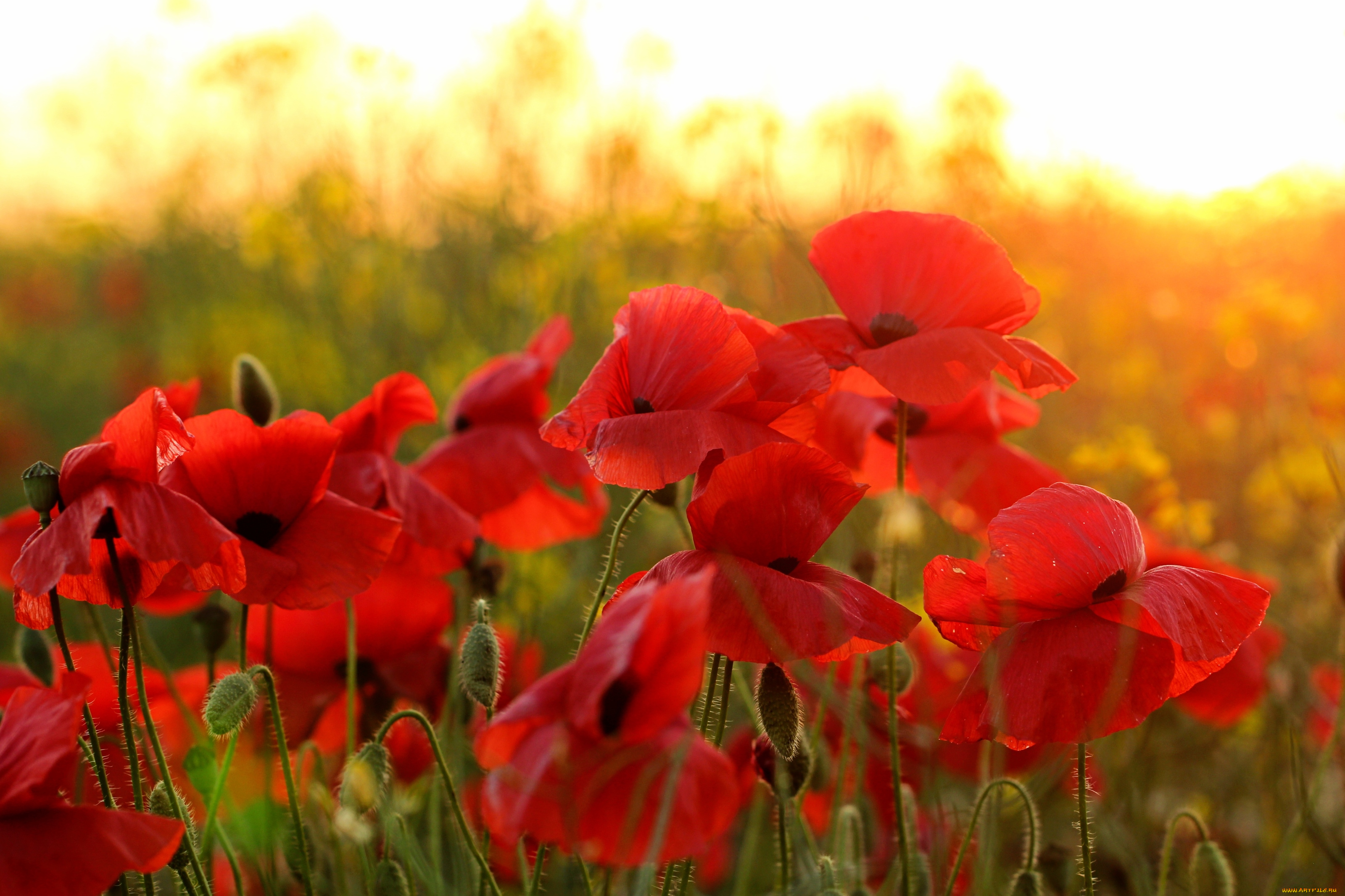 цветы, маки, красный