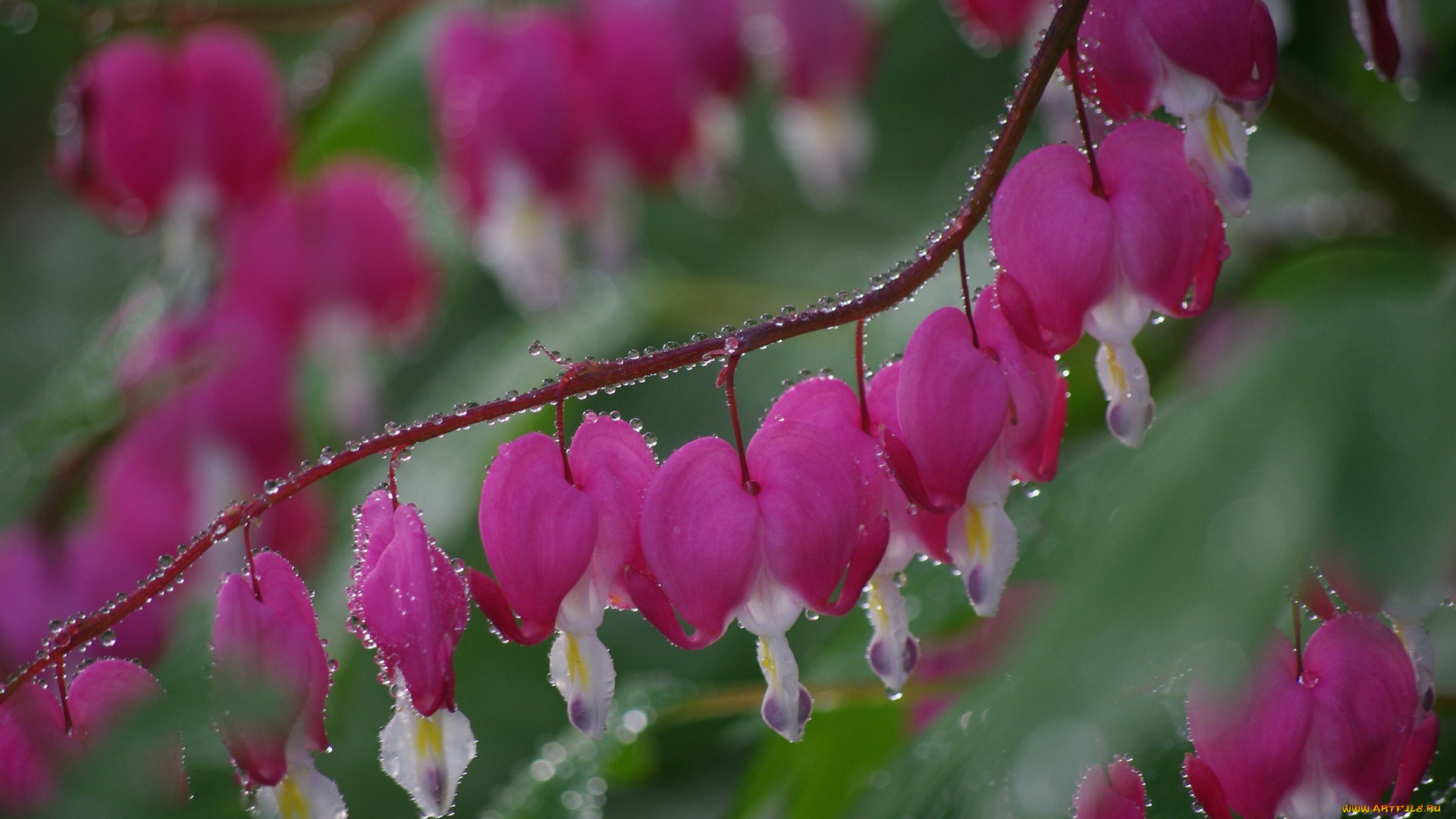 цветы, дицентра, , разбитое, сердце, розовые, цветочки, капельки, росинки, flowers, pink, droplets, dew