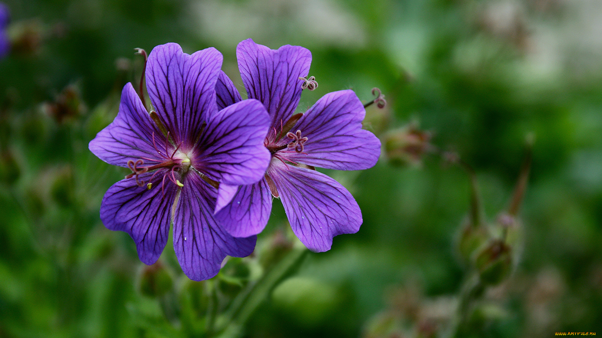 цветы, герань, размытость, фон, мальва, сиреневые