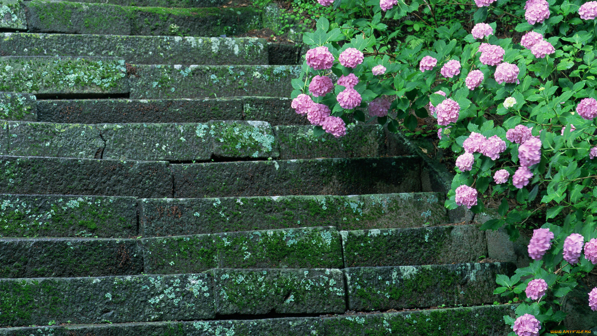 цветы, гортензия, мох, ступеньки, лестница, древность, кусты, цветение