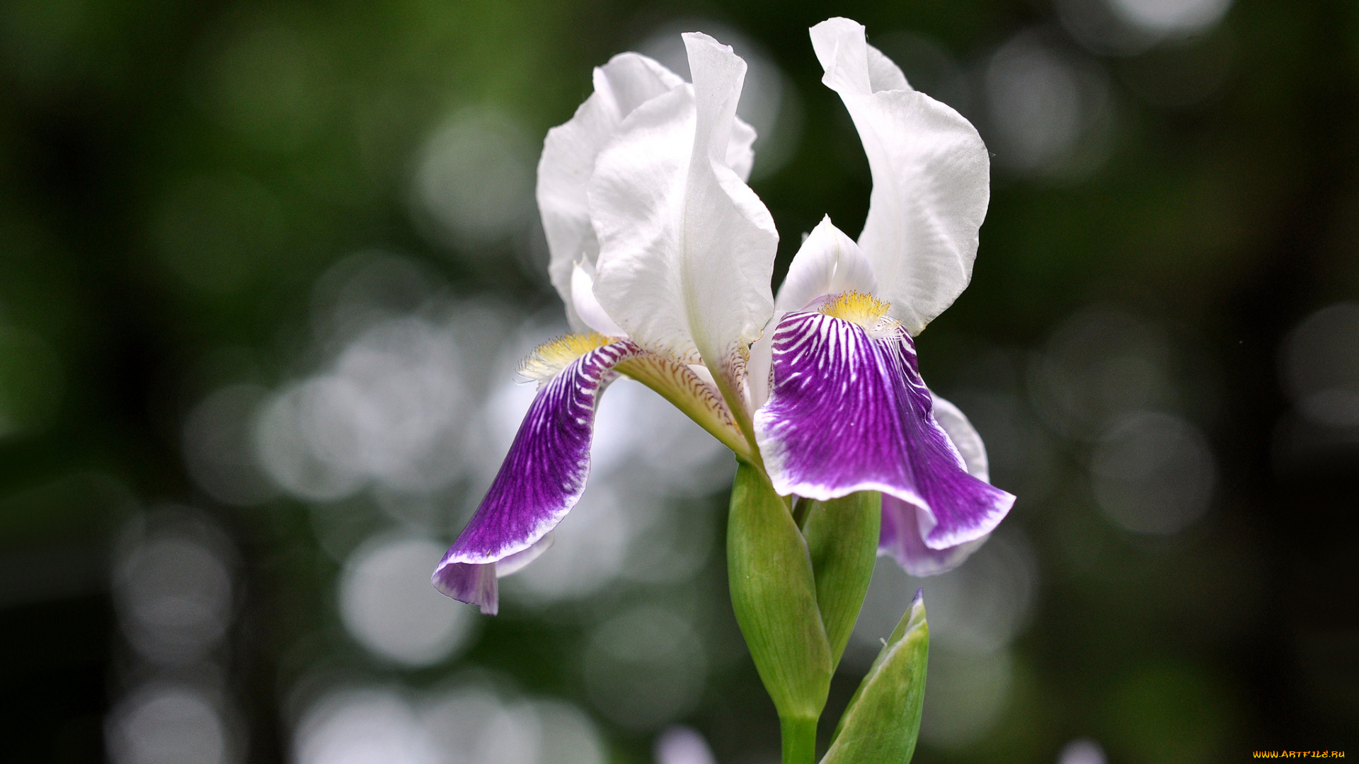 цветы, ирисы, касатик