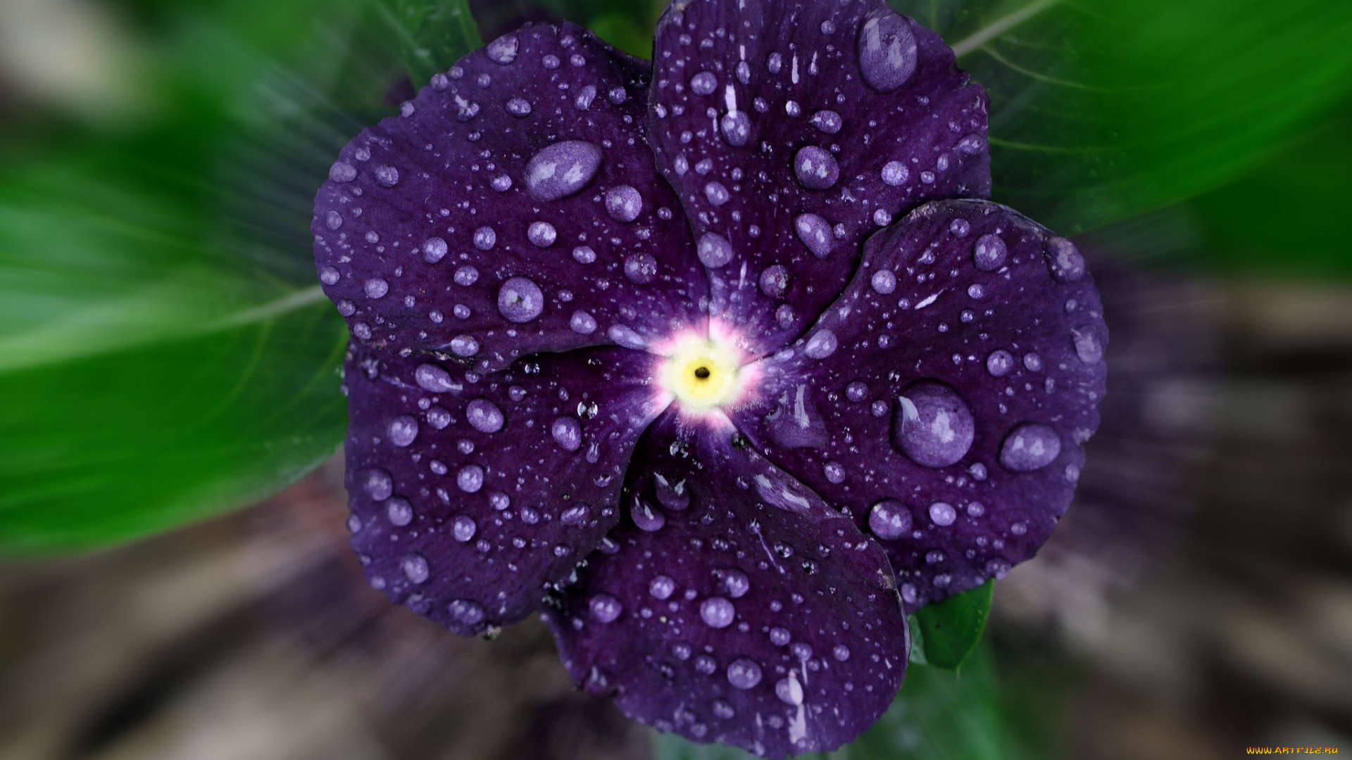 цветы, катарантусы, макро