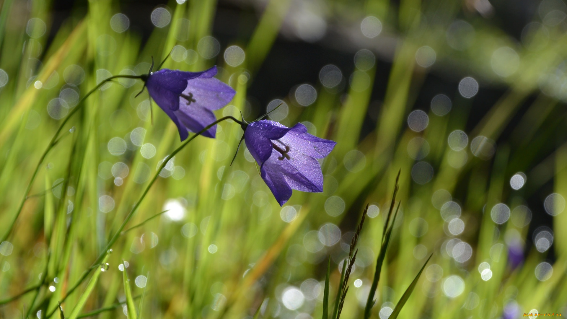 цветы, колокольчики, трава, макро, лето, синий